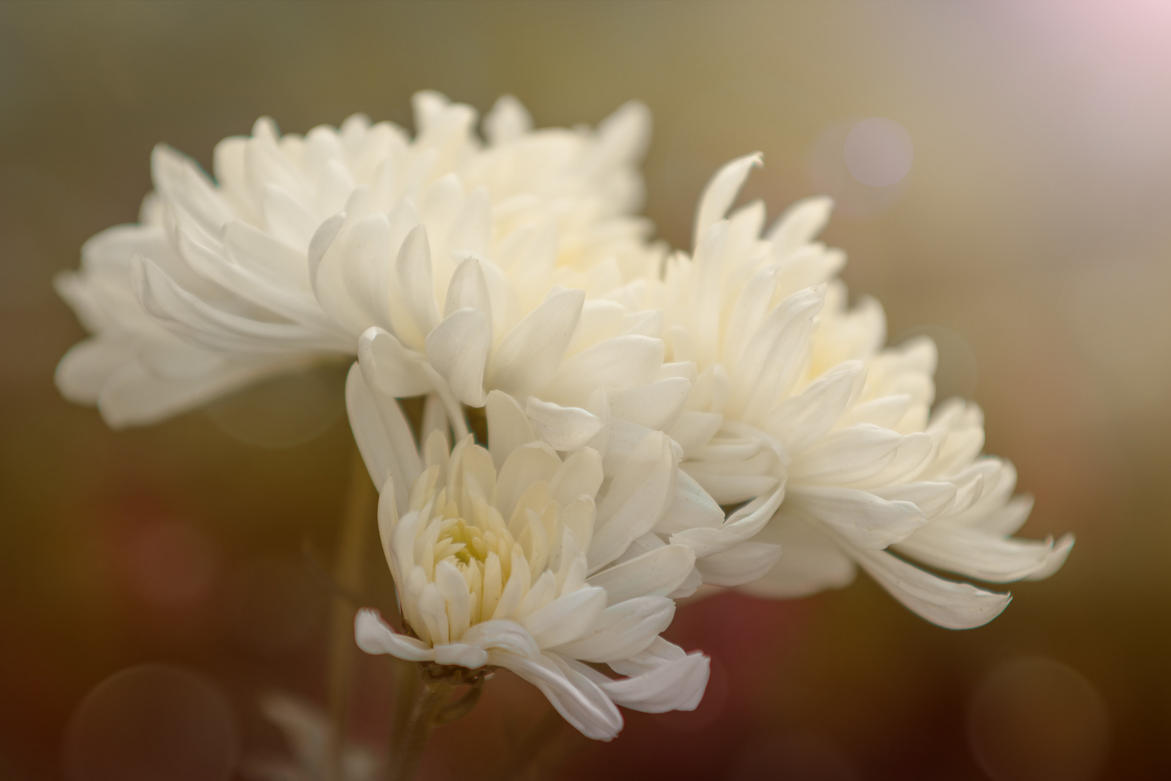 The most beautiful flower.