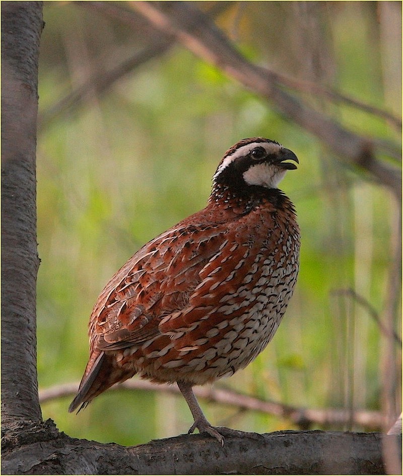 ,, colino della virginia ,,