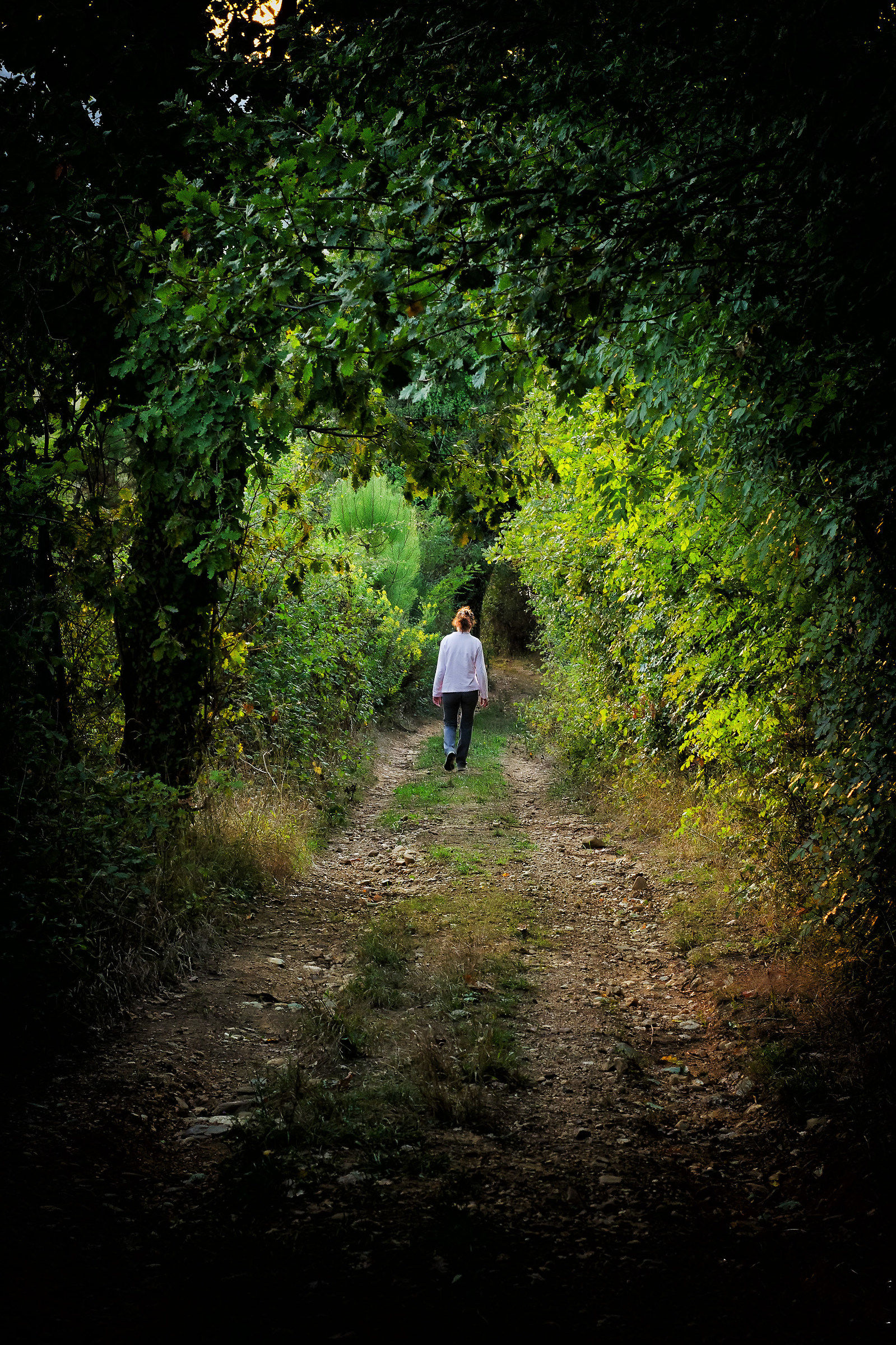The path in the woods