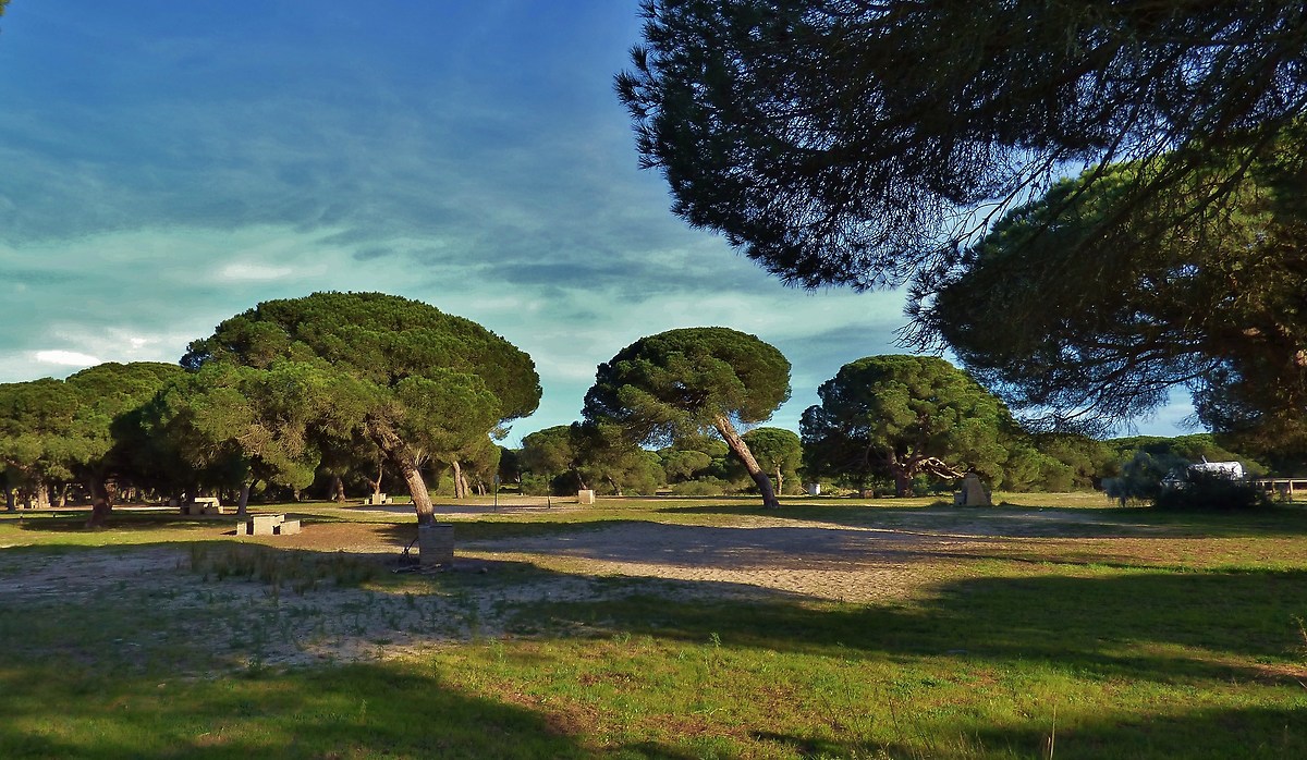 Typical landscape of the area, covered with dunes and pine f...