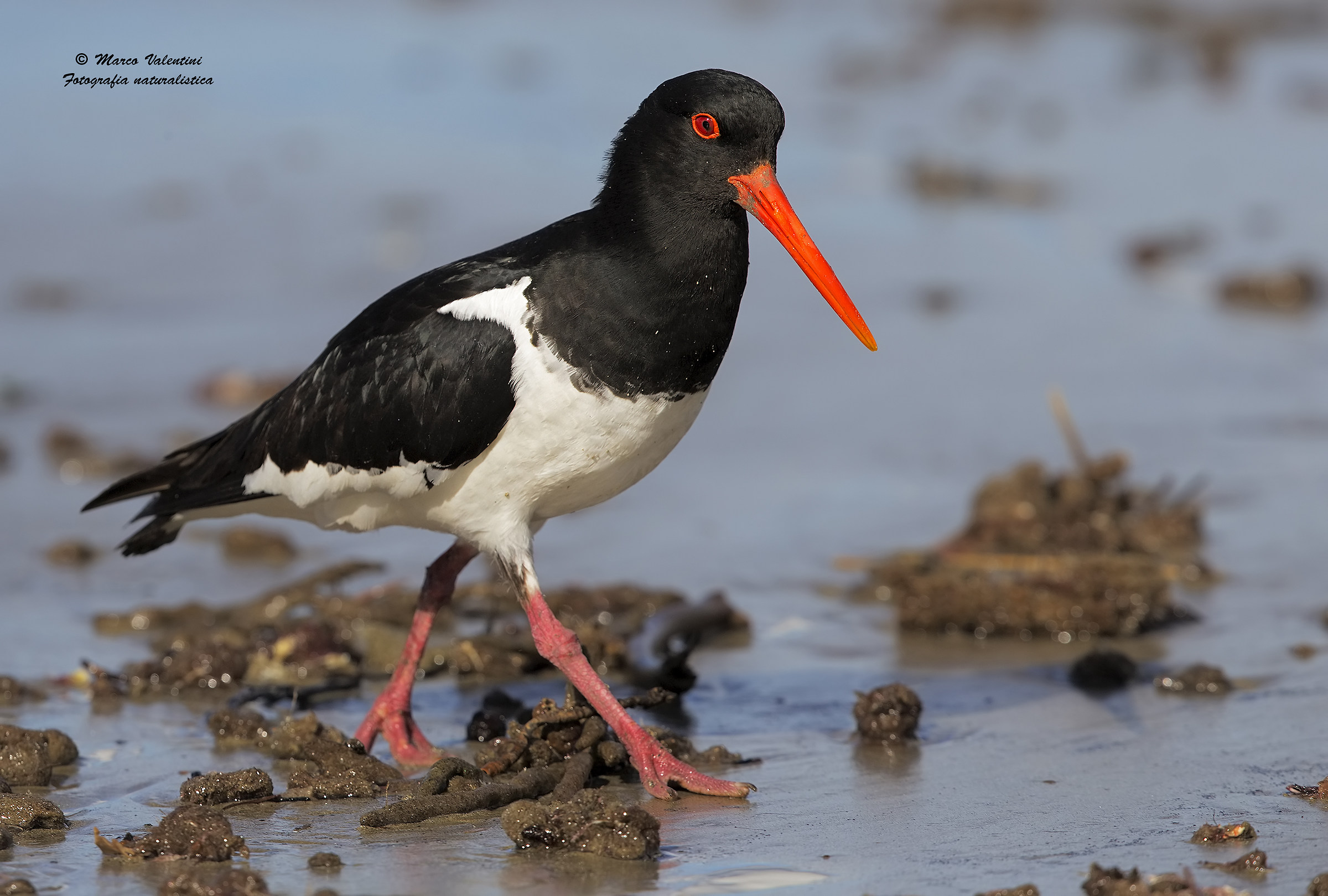 The step of woodcock - South Island oystercatcher