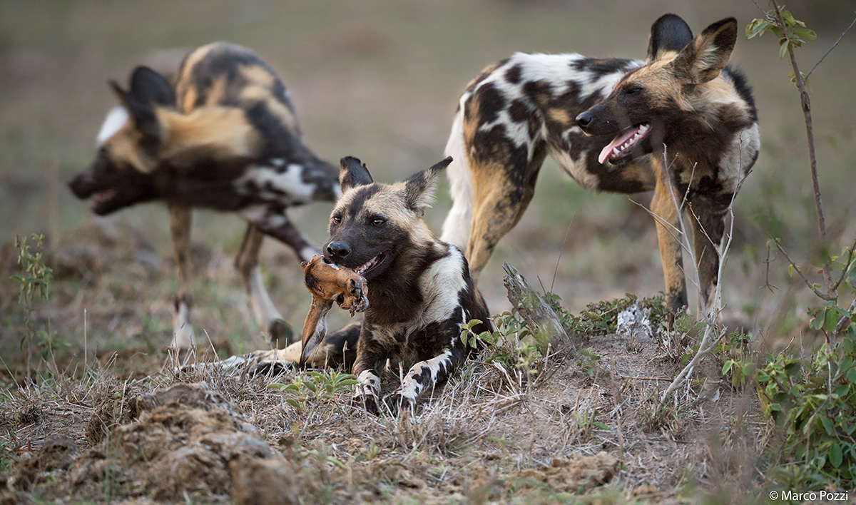 Wild Dogs