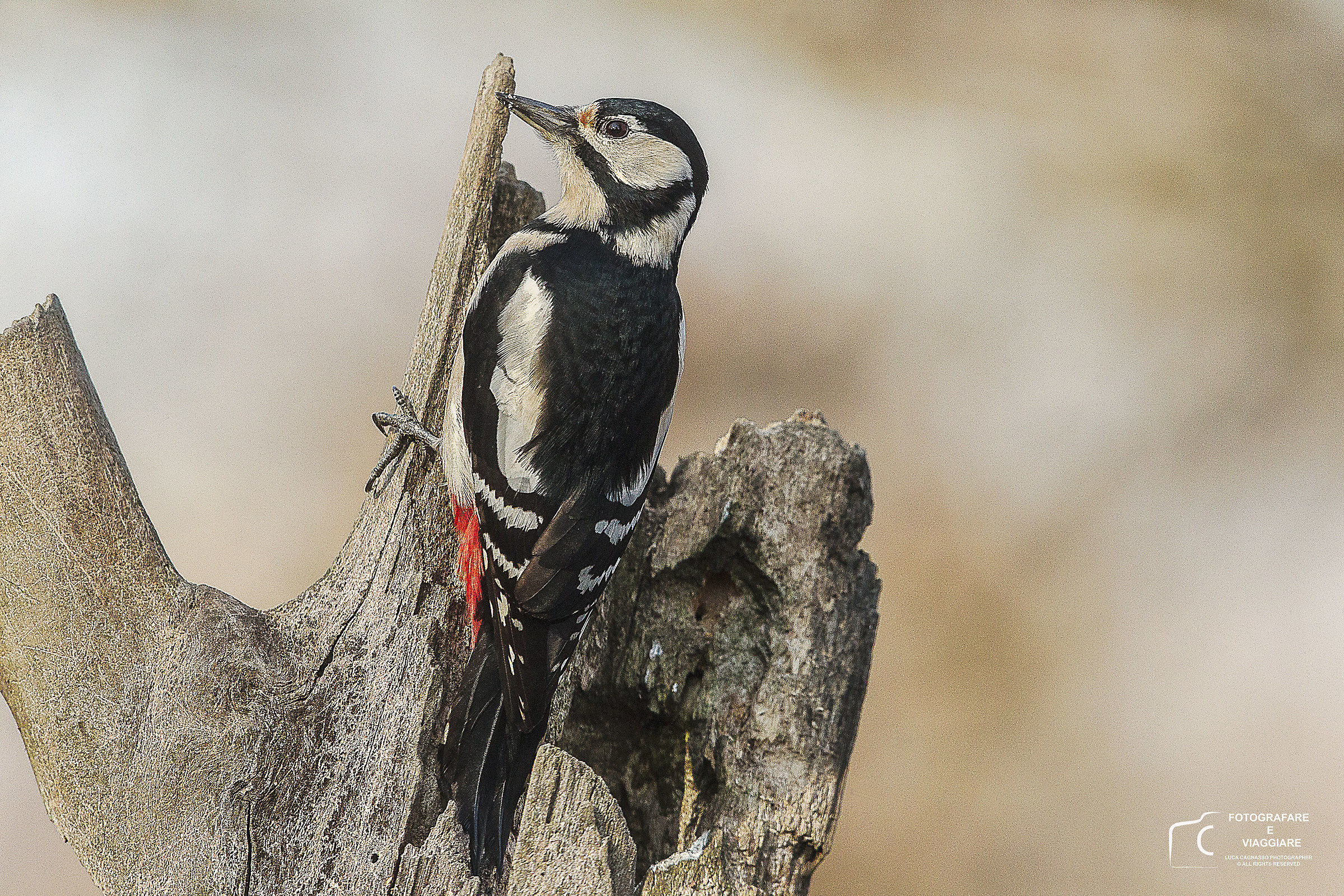 Femmina di picchio rosso maggiore