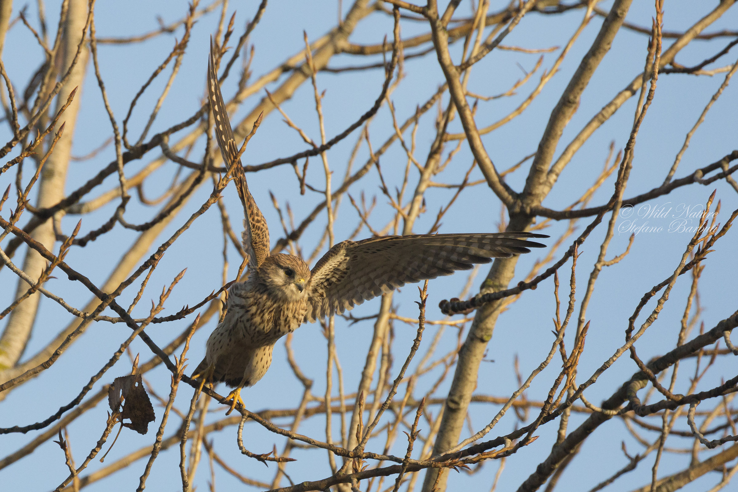 Gheppio in fase d'attacco