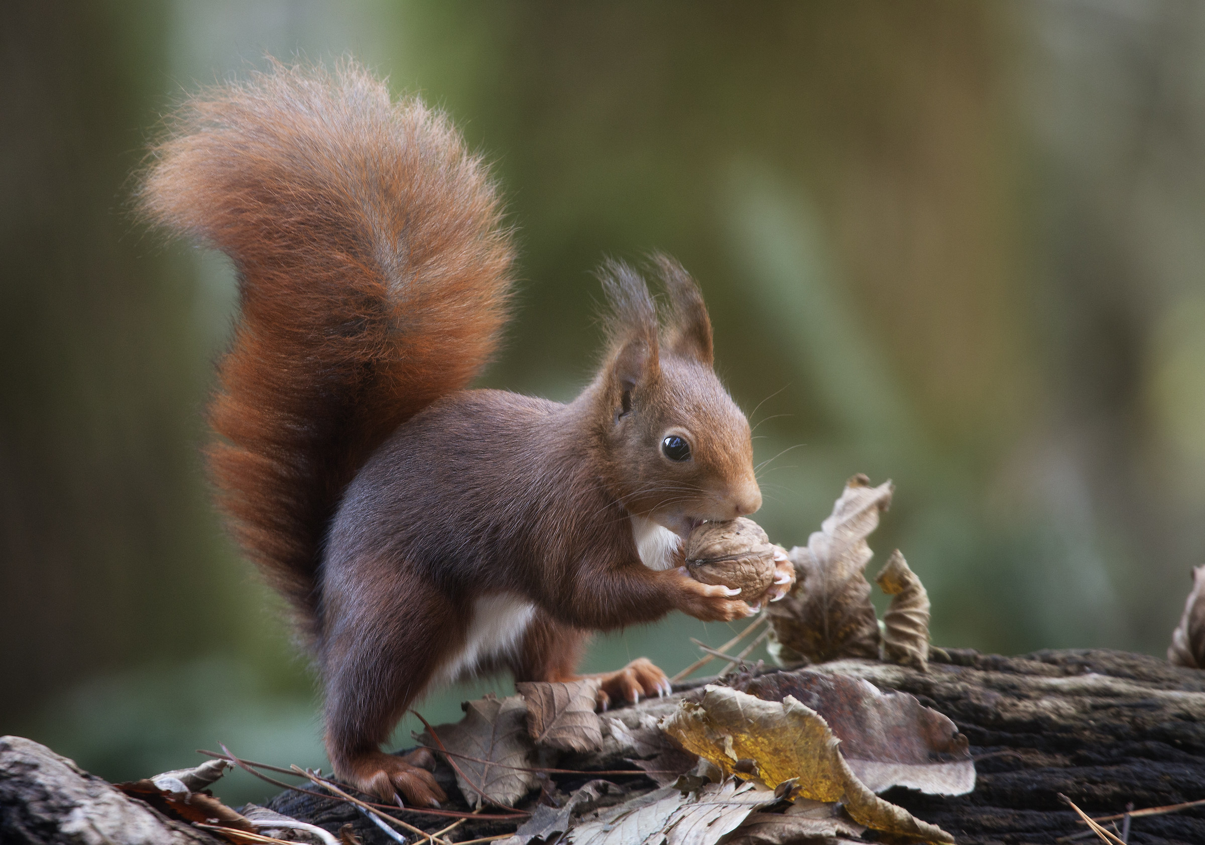 Red squirrel eating