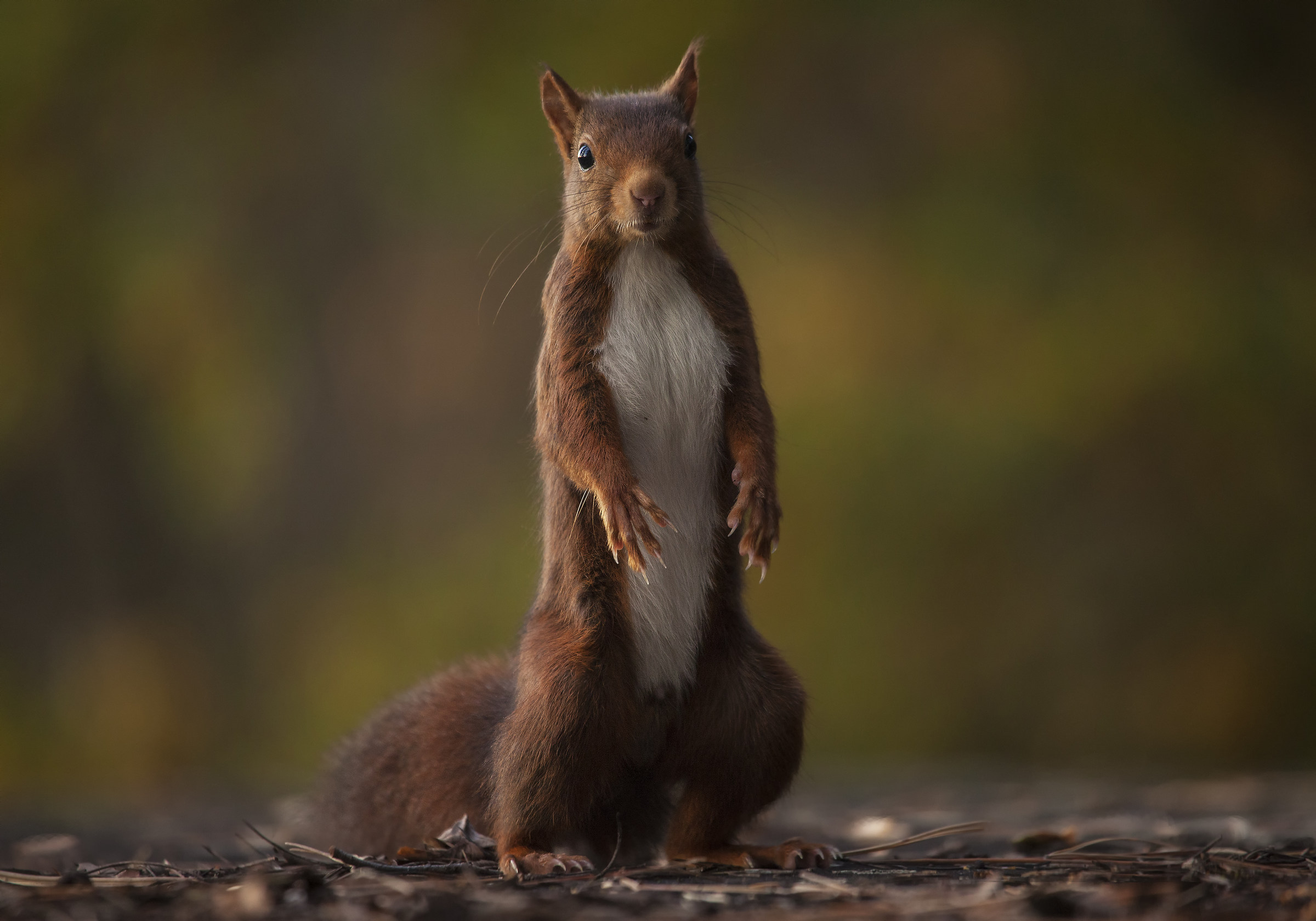 Re squirrel Up in sunset