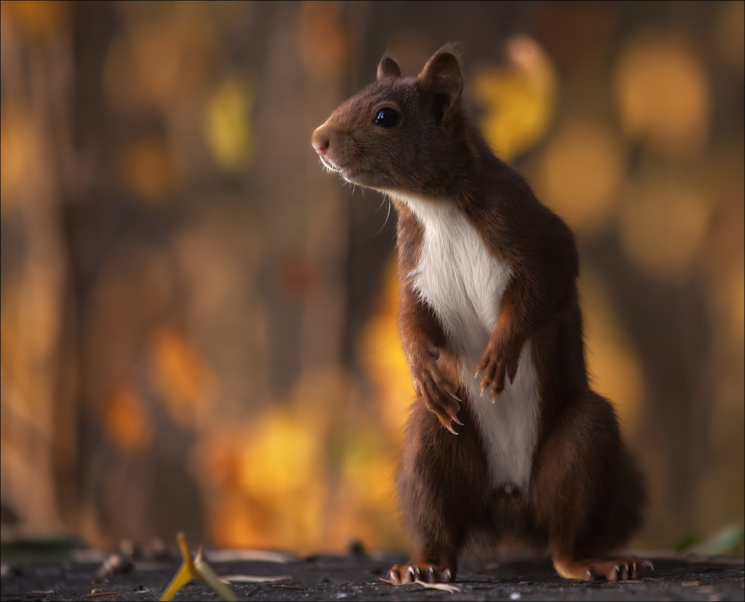 Red squirrel autumn