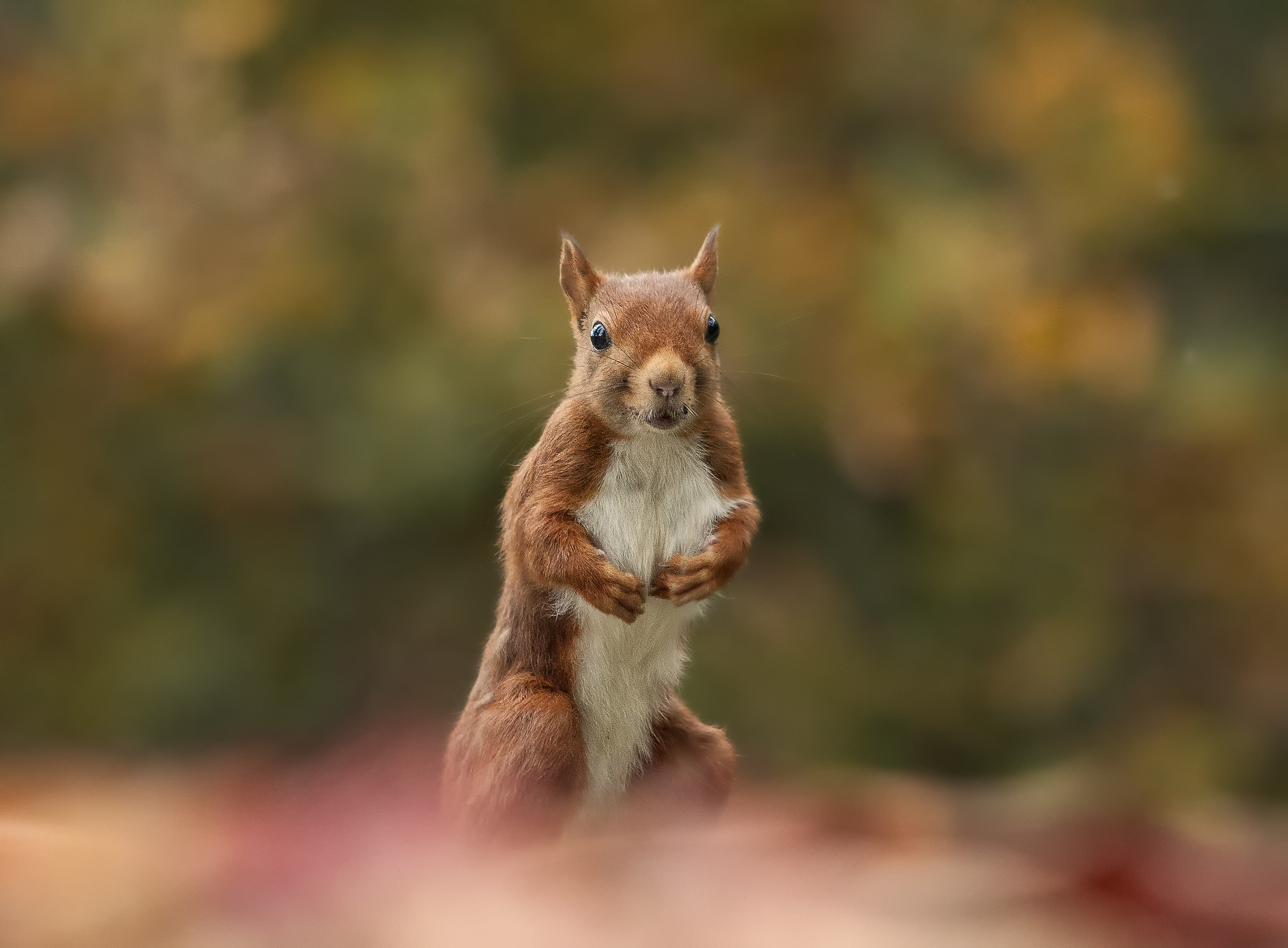 red squirrel