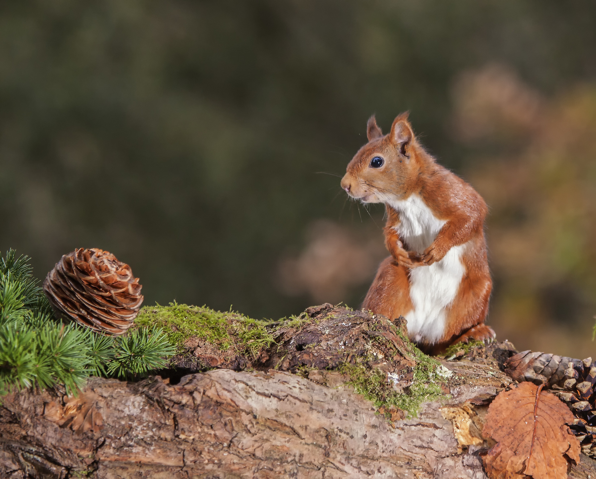 red squirrel & pinecone