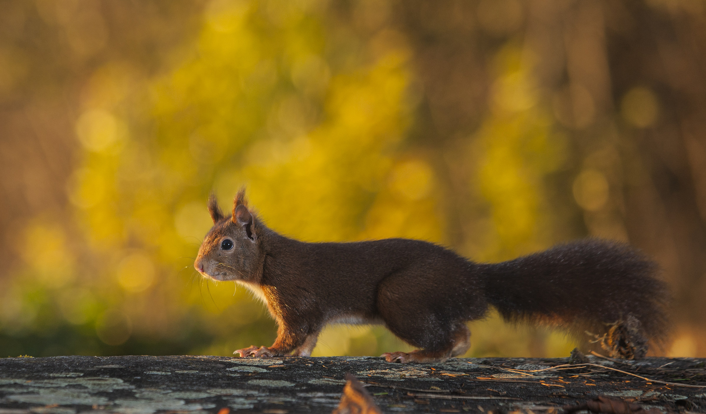 red squirrel in sunset