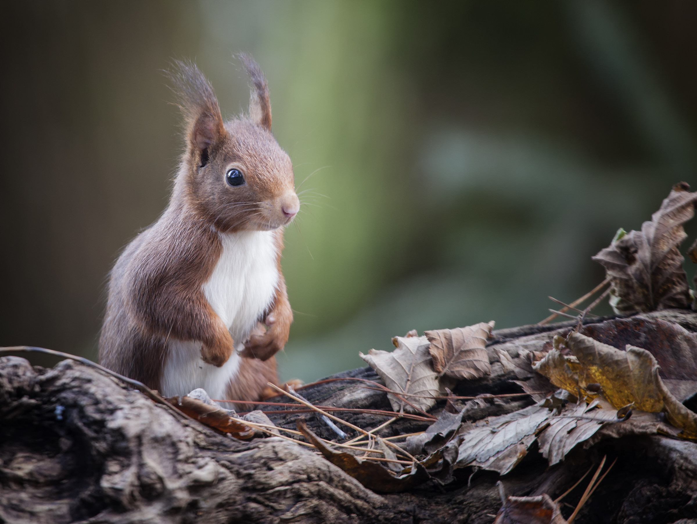 red squirrel & leafs
