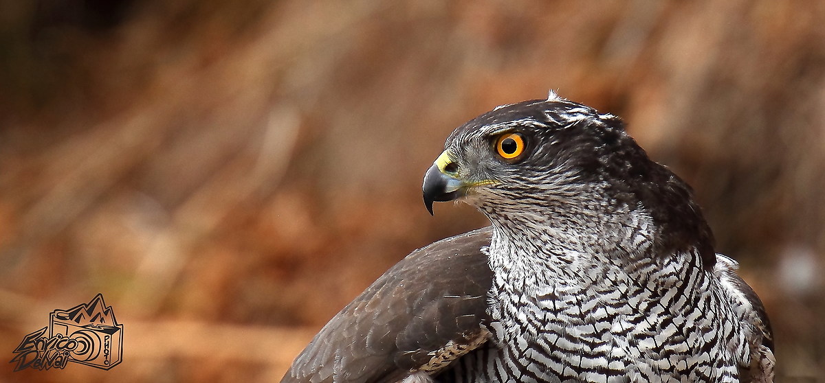 Sguardo nella foresta