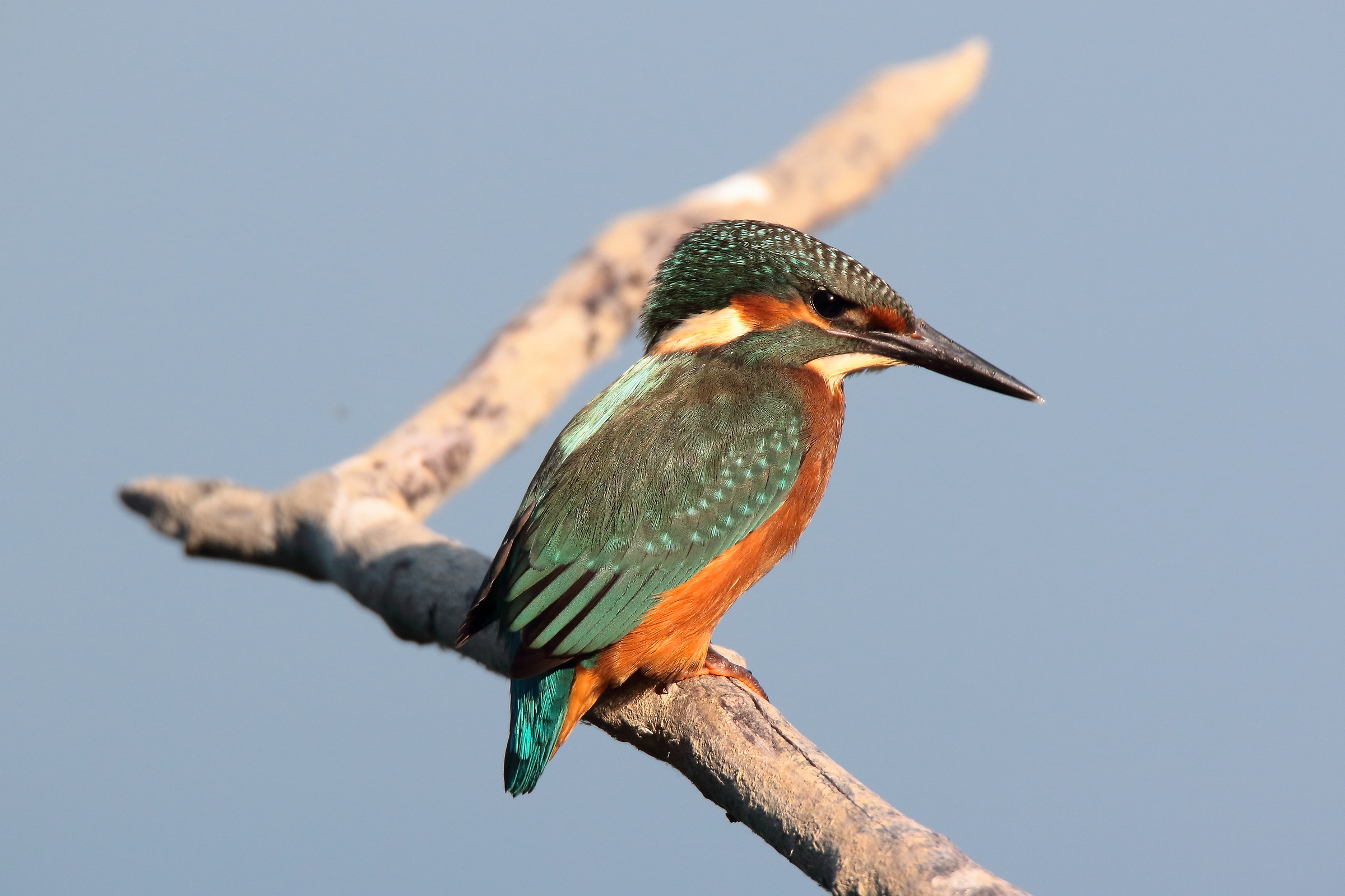 martin pescatore nel blu dipinto di blu
