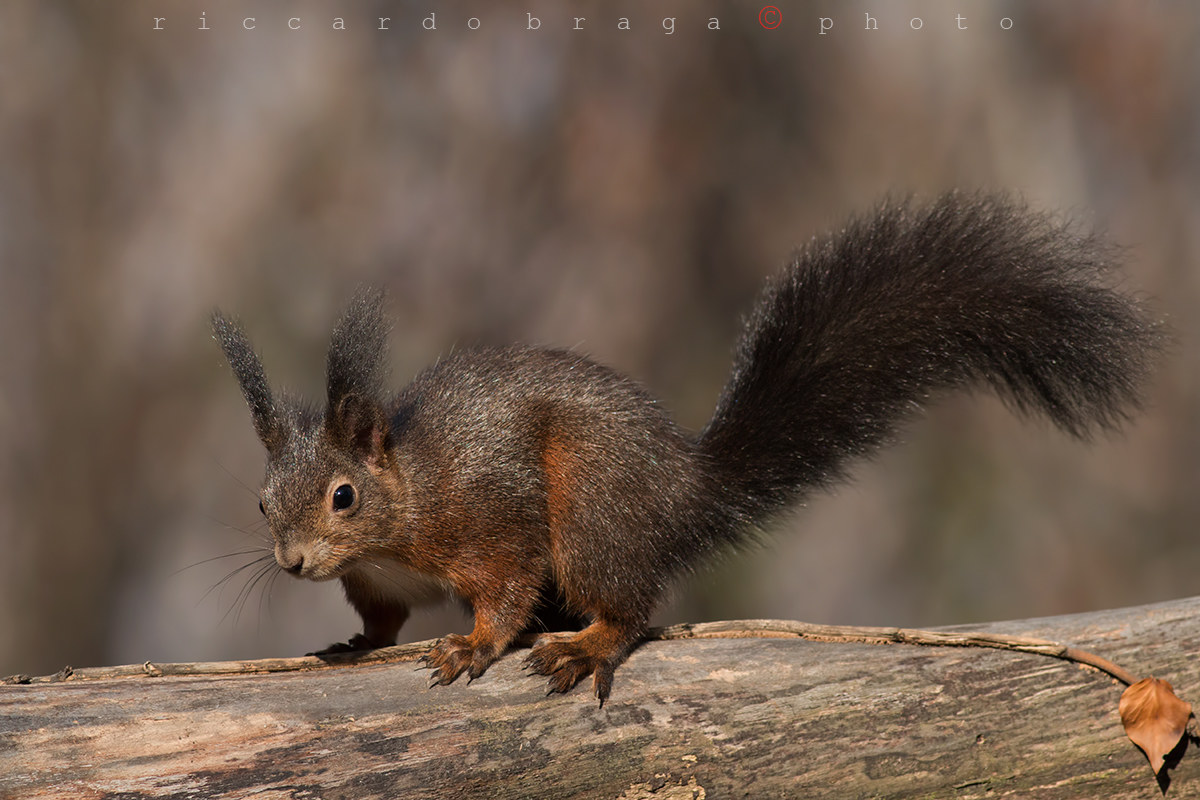 Red Squirrel.