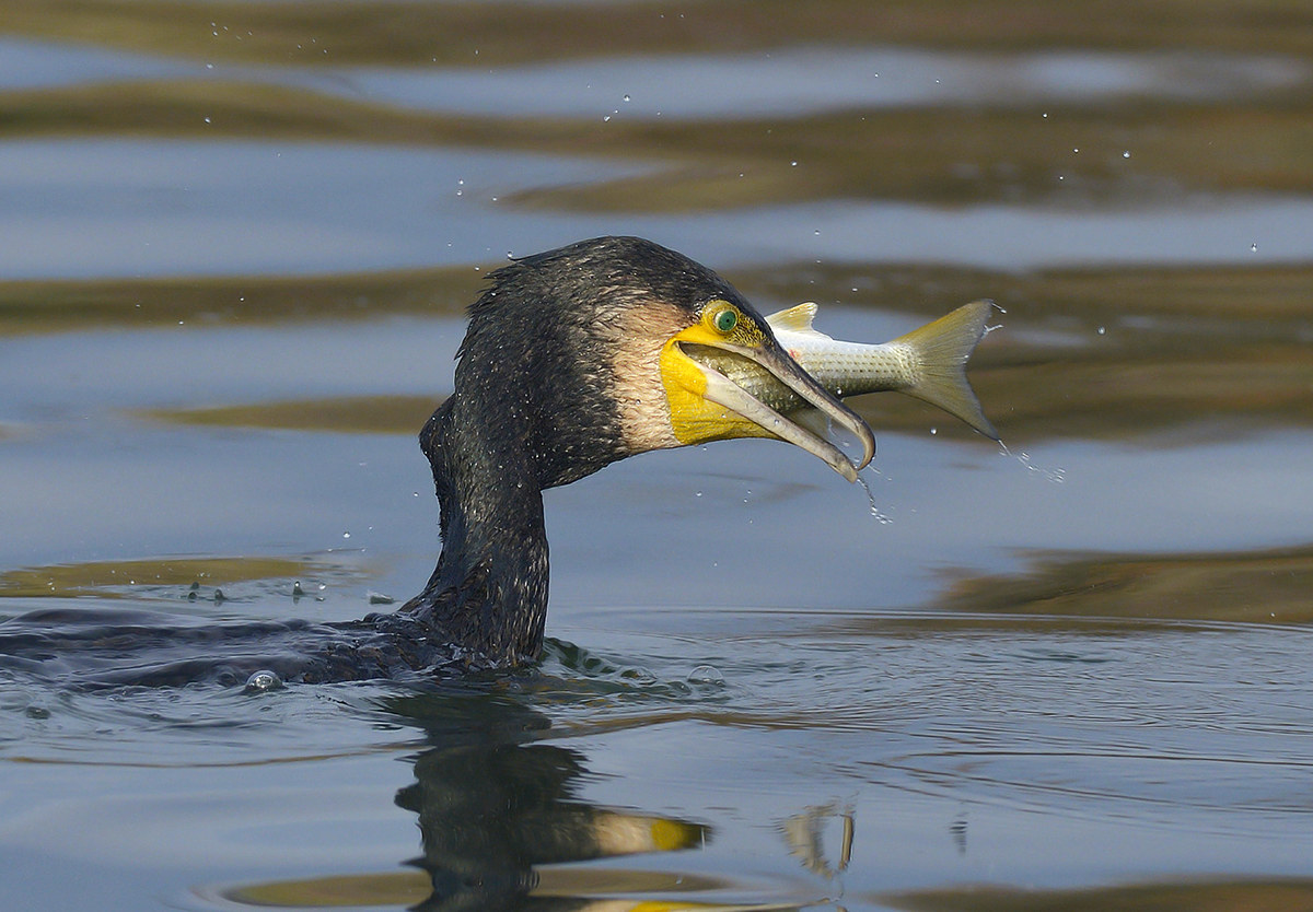Cormorano con cefalo.