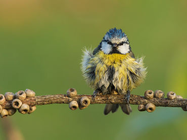 Parus caeruleus