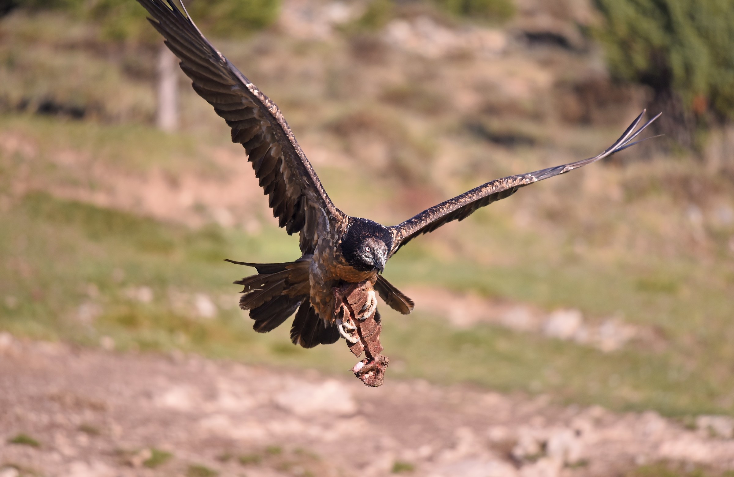 Avvoltoio degli agnelli