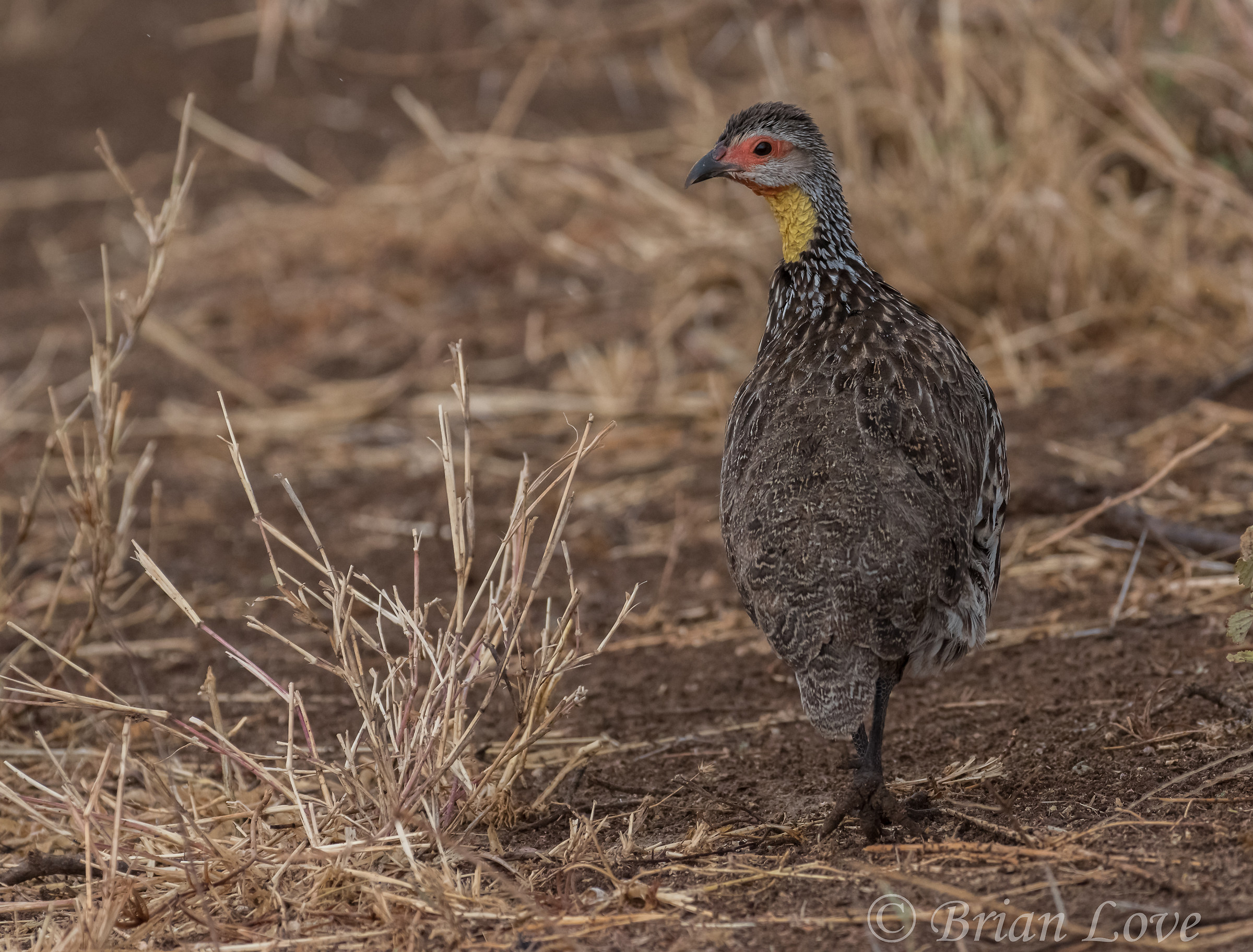 Spurfowl Giallo-collo