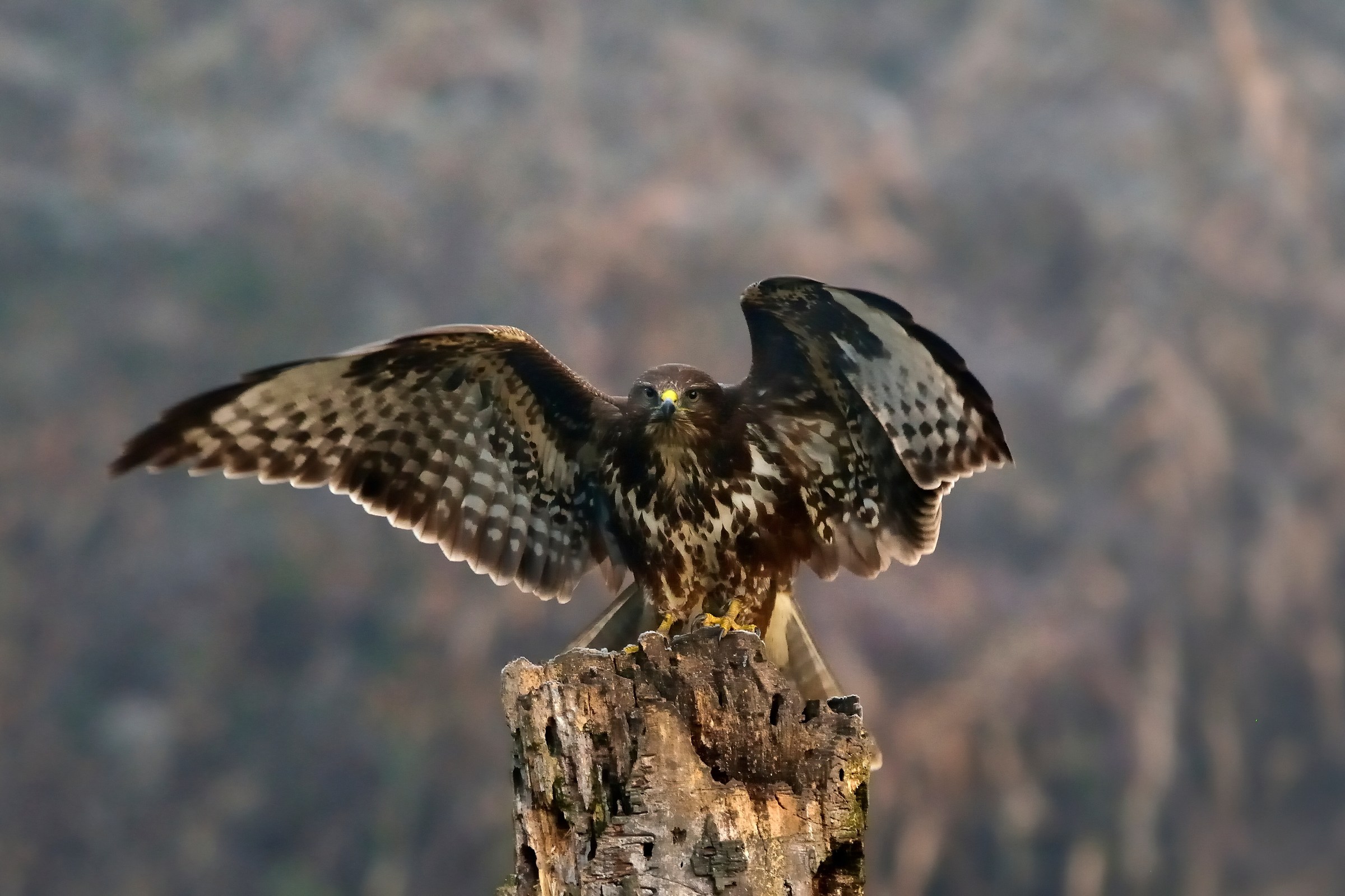 La "regina" della pianura..