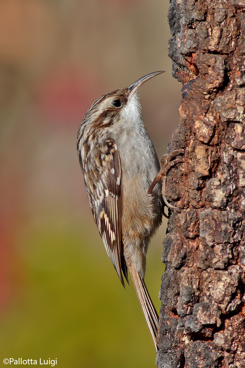 Creeper (Certhia brachydactyla)