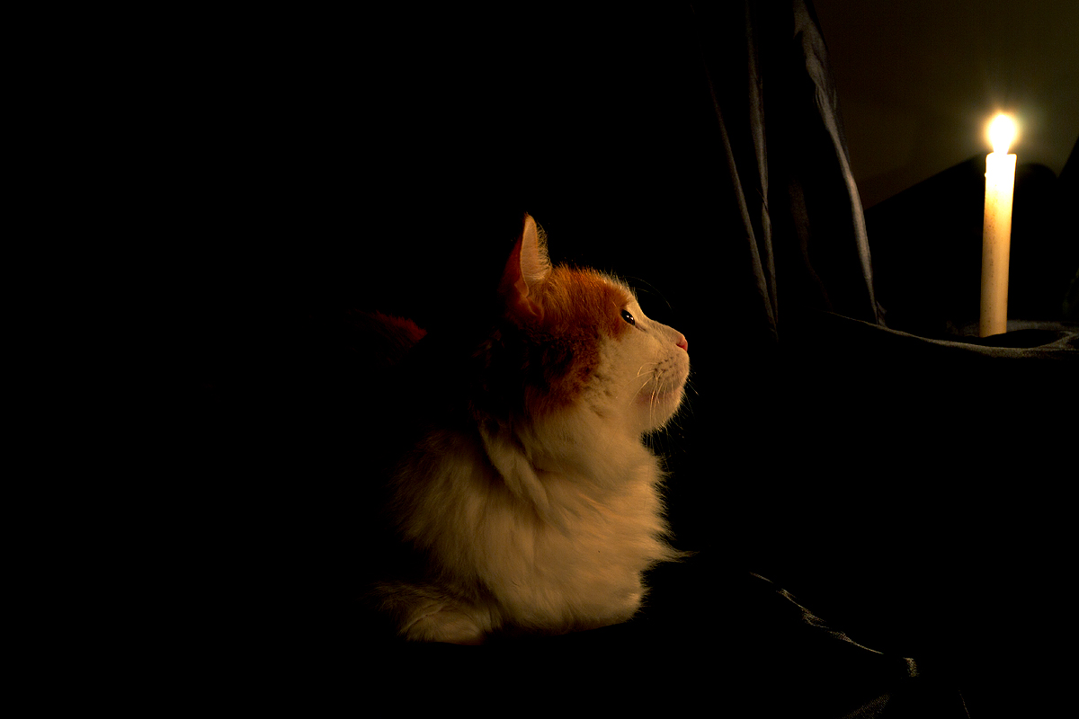 Curiosità felina...