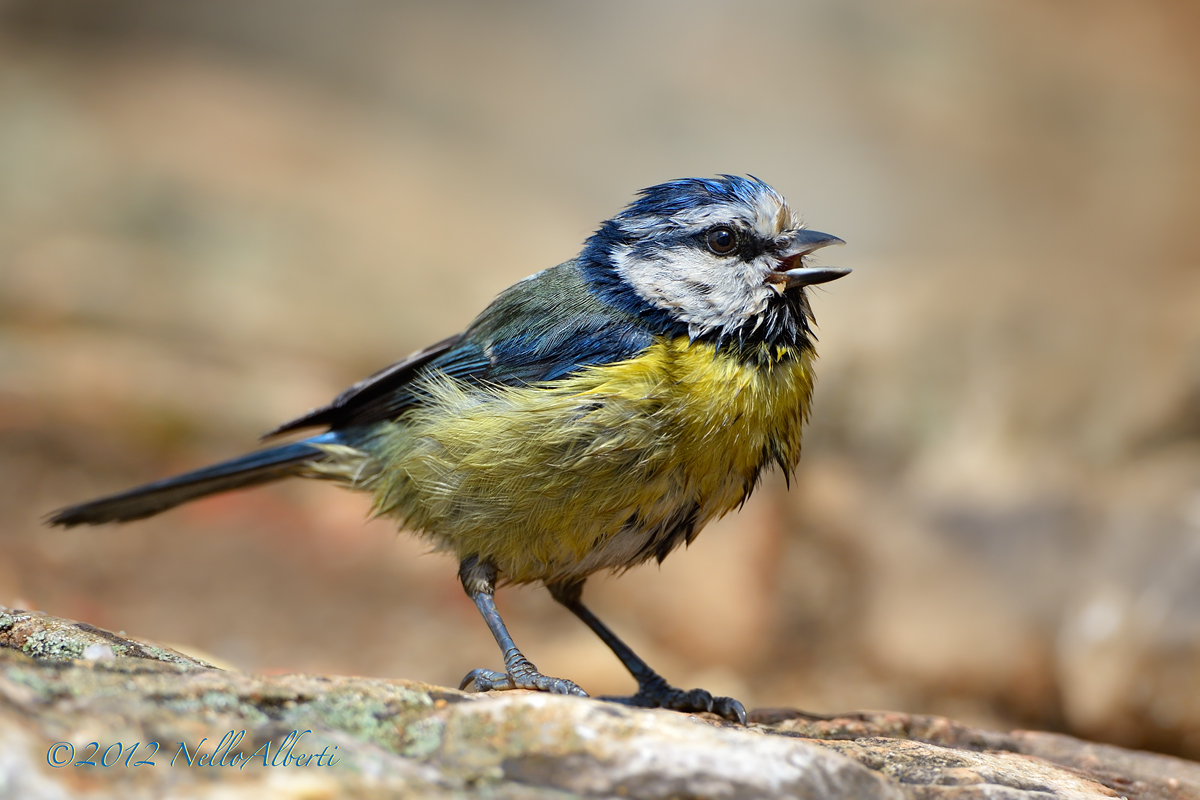 Cinciarella bagnata 2