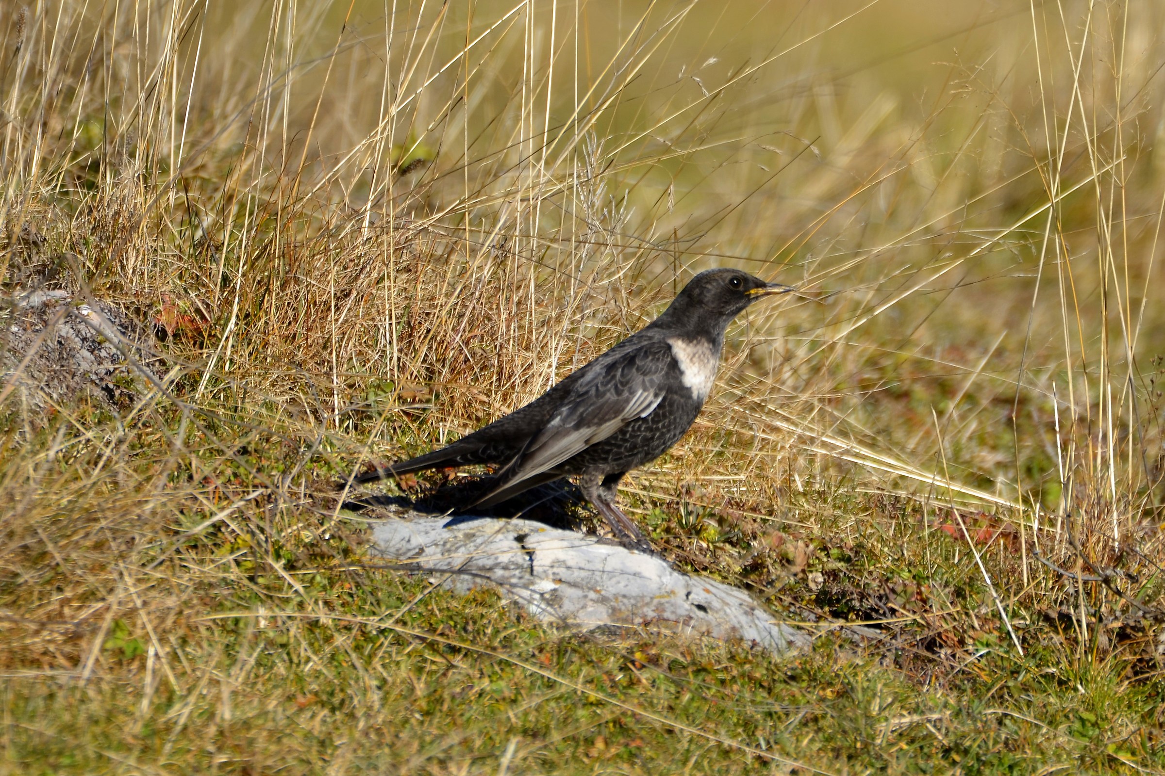 Ouzel