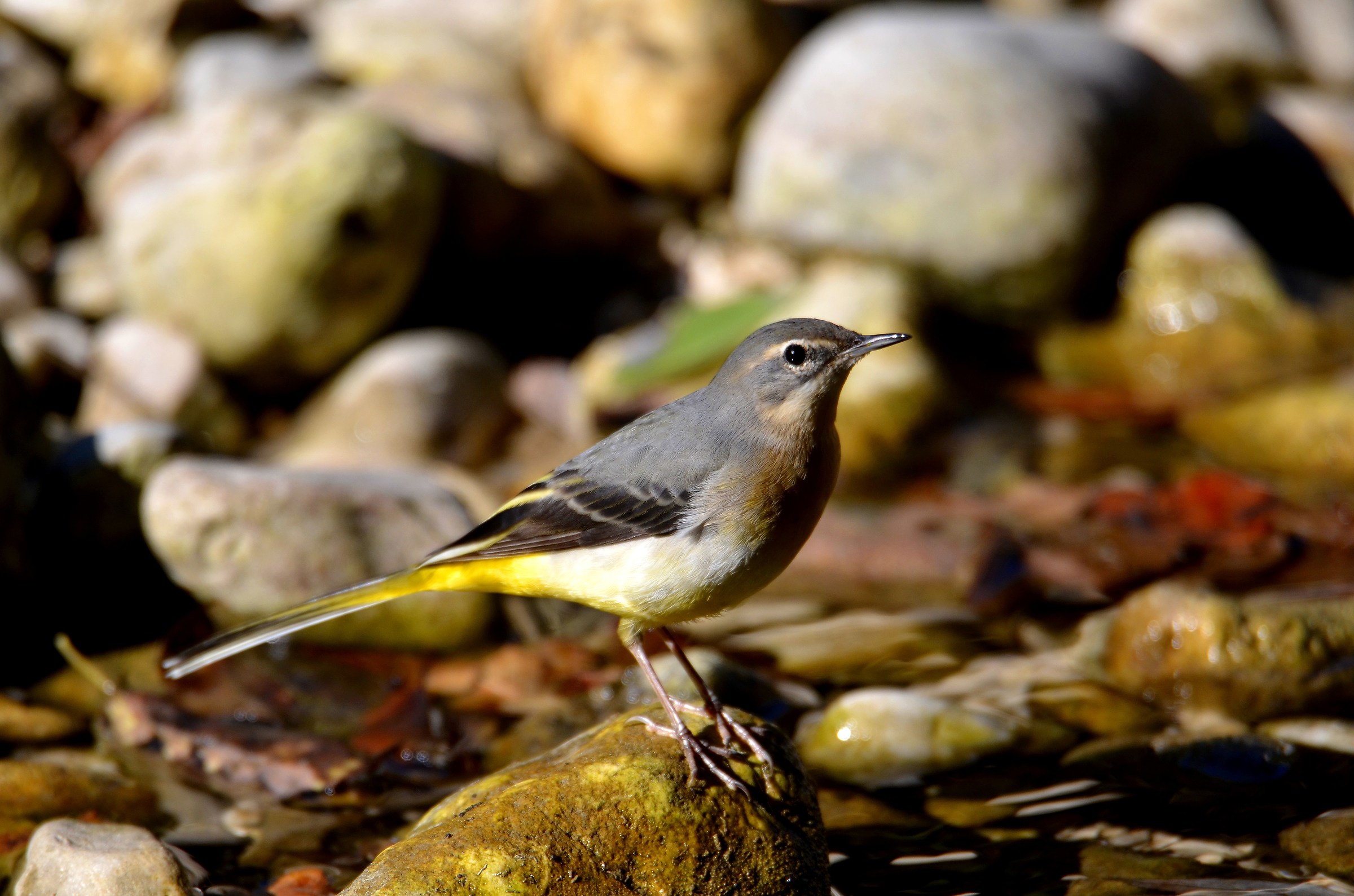 Wagtail