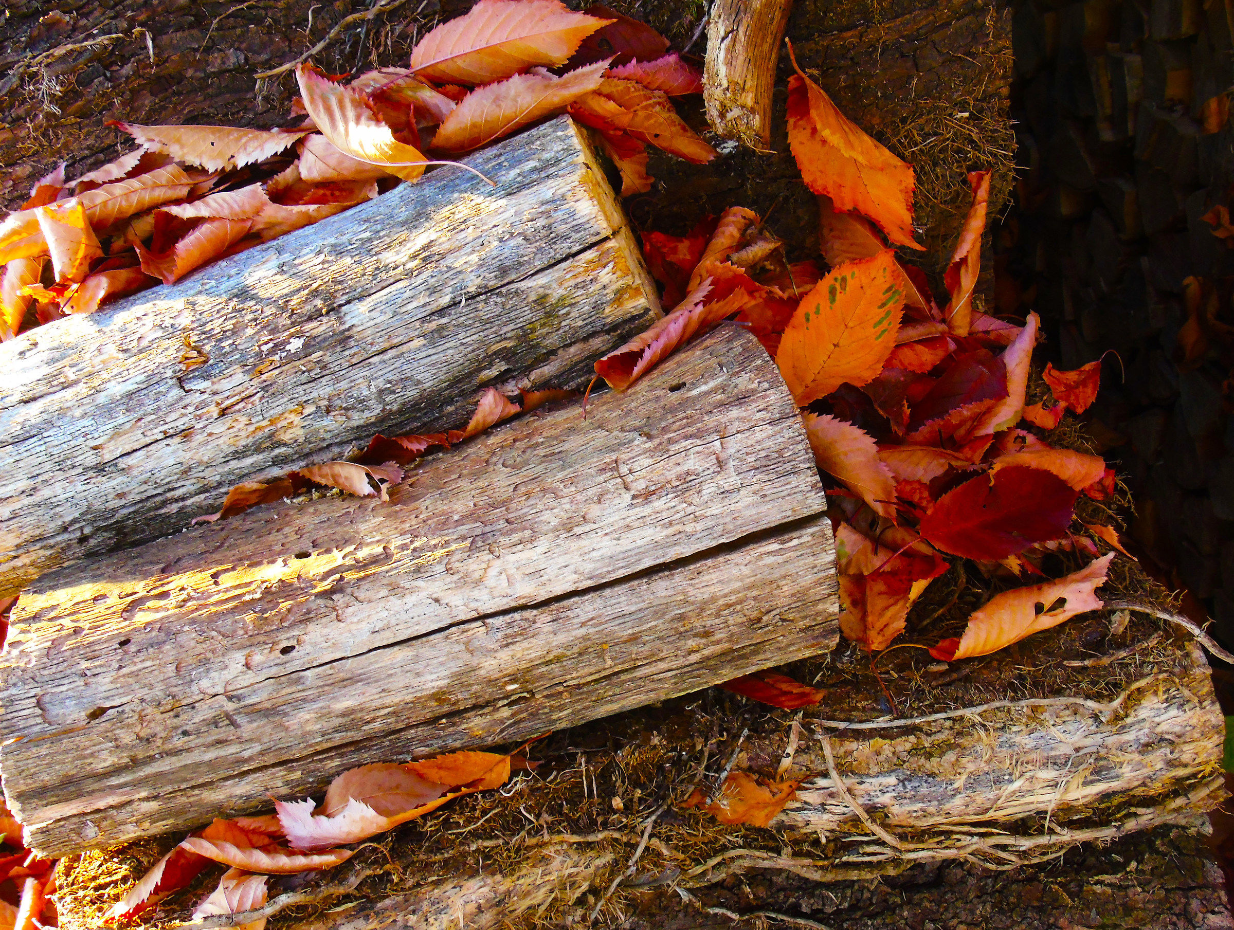 Il legno per il camino