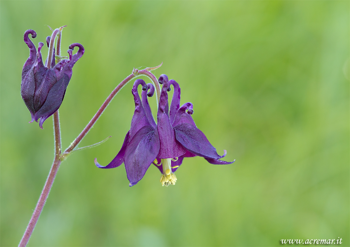 Aquilegia