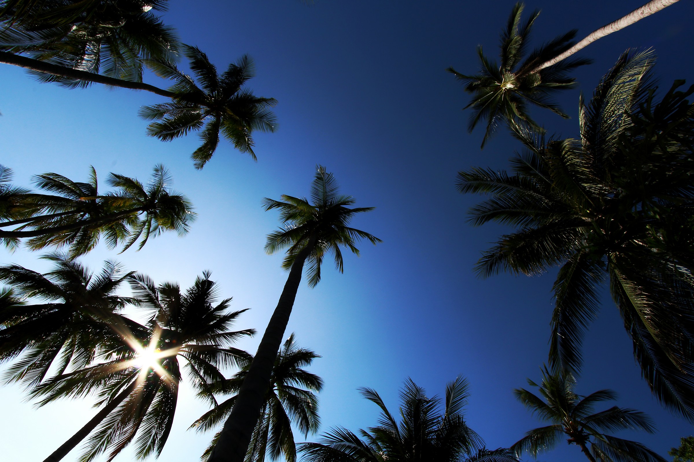 Under the palm trees