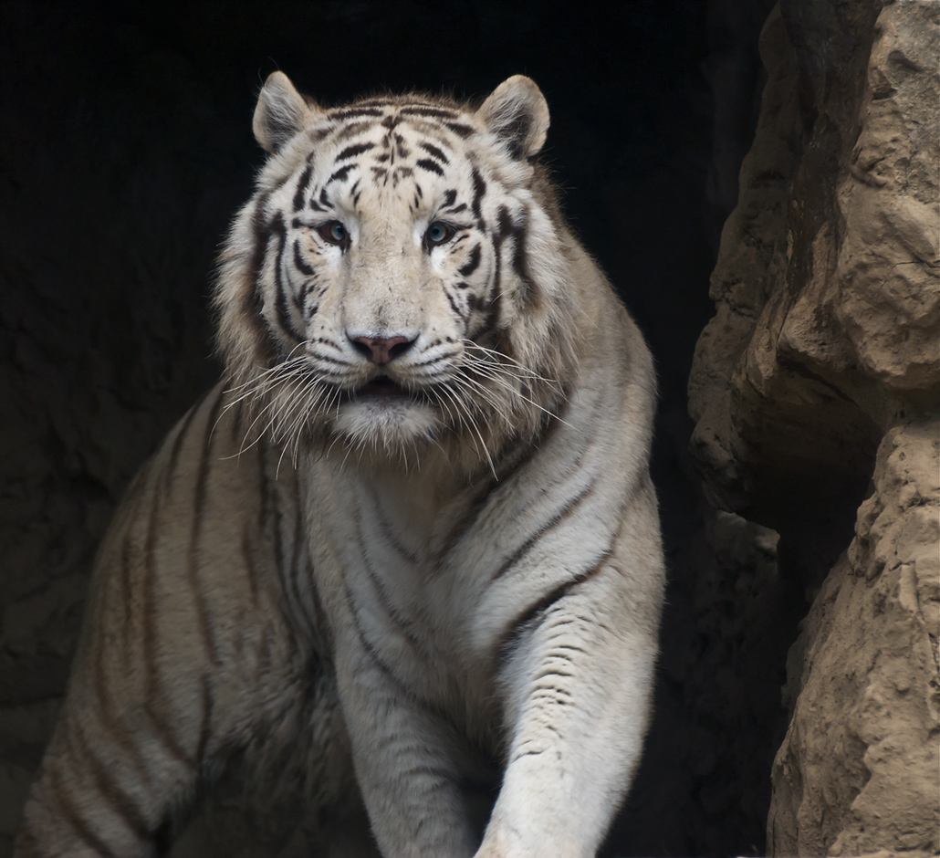 White Tiger