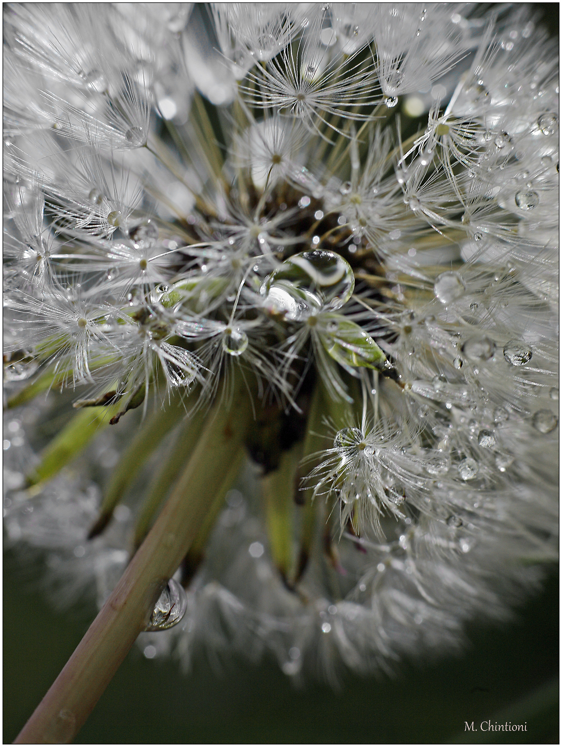Rainfall ... Christmas