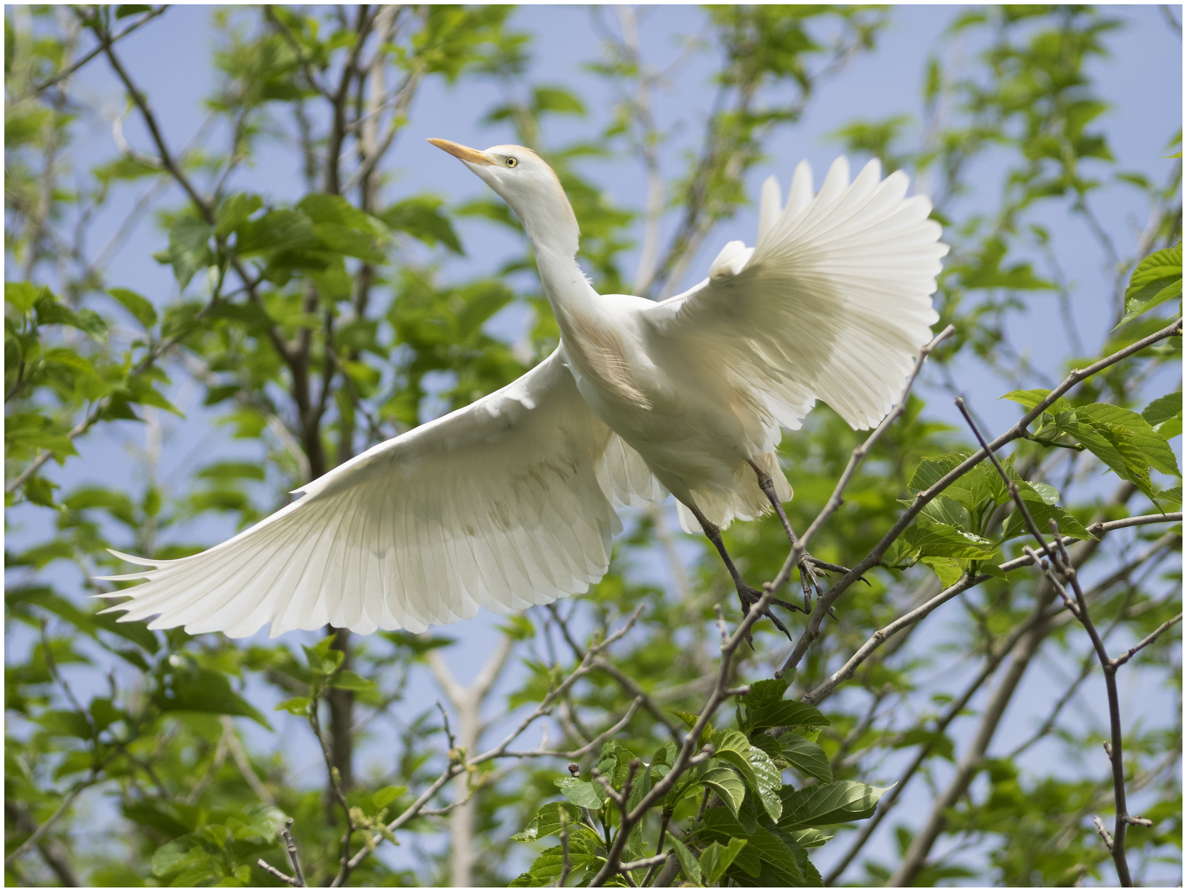 egret in flight