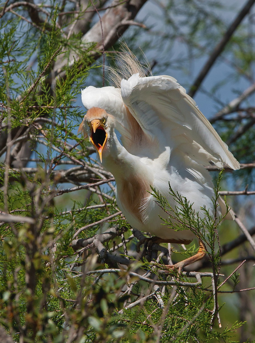 Egret