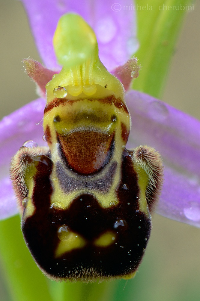 ophrys apifera