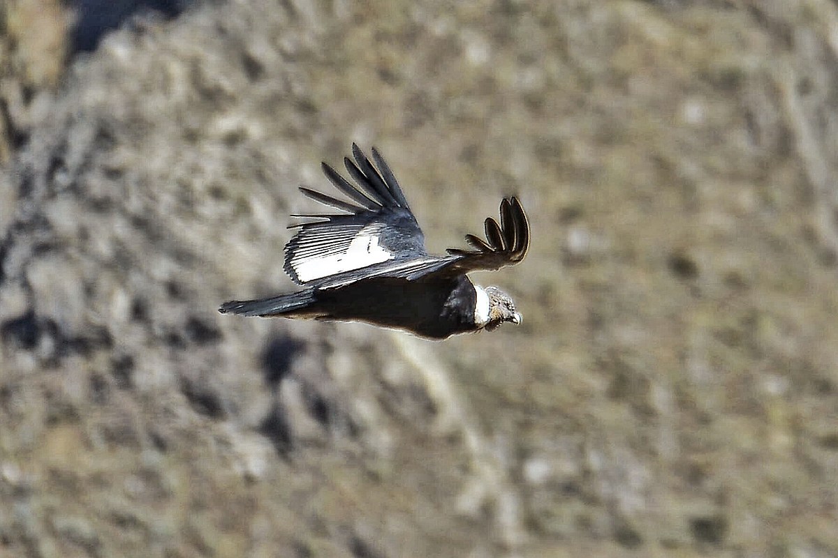 Condor delle Ande (Vultur Gryphus)