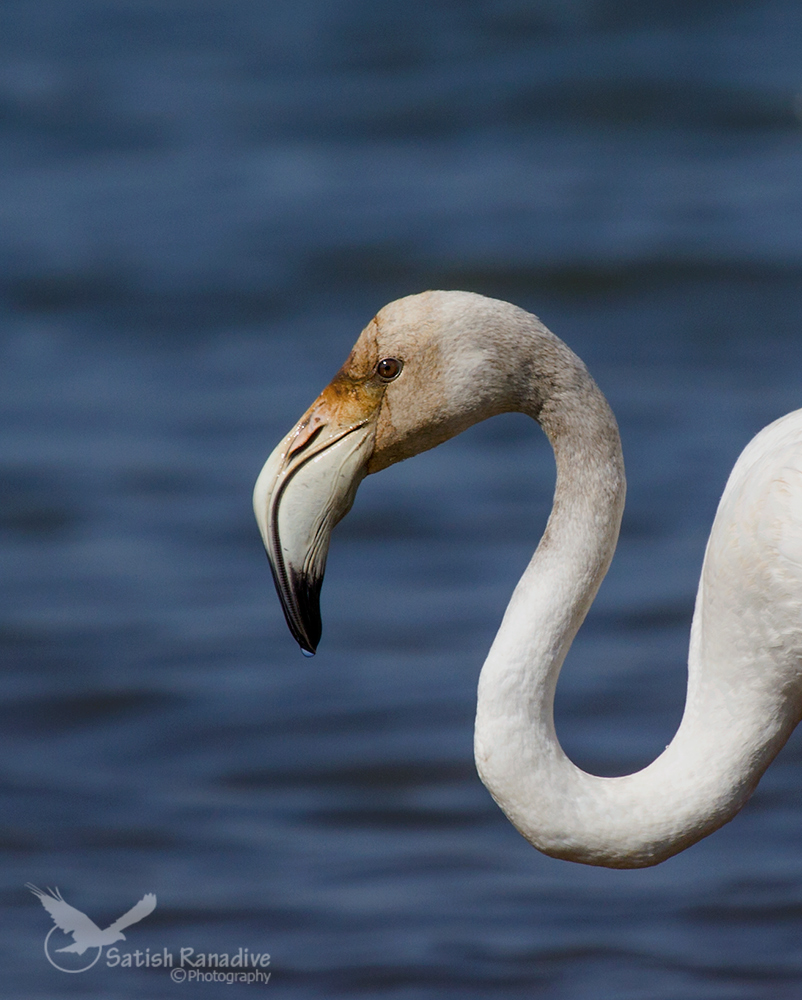 Flamingo Portrait.