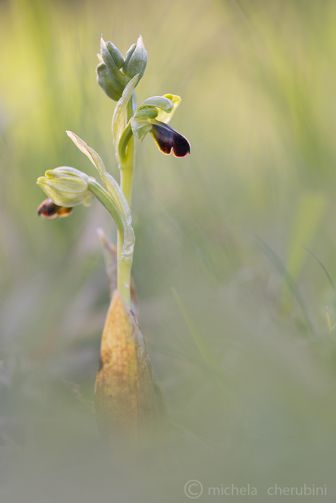ophrys fusca
