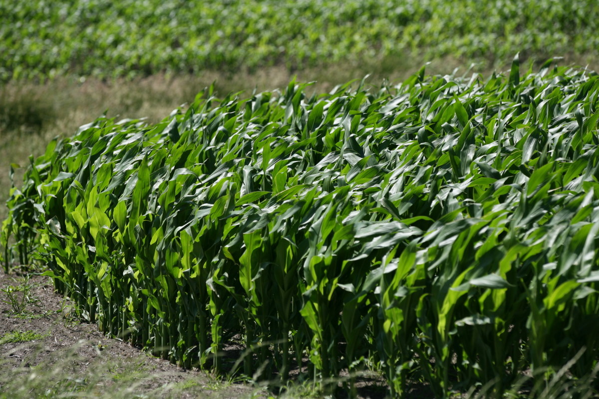 growing corn