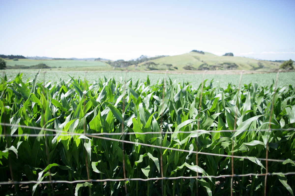 growing corn
