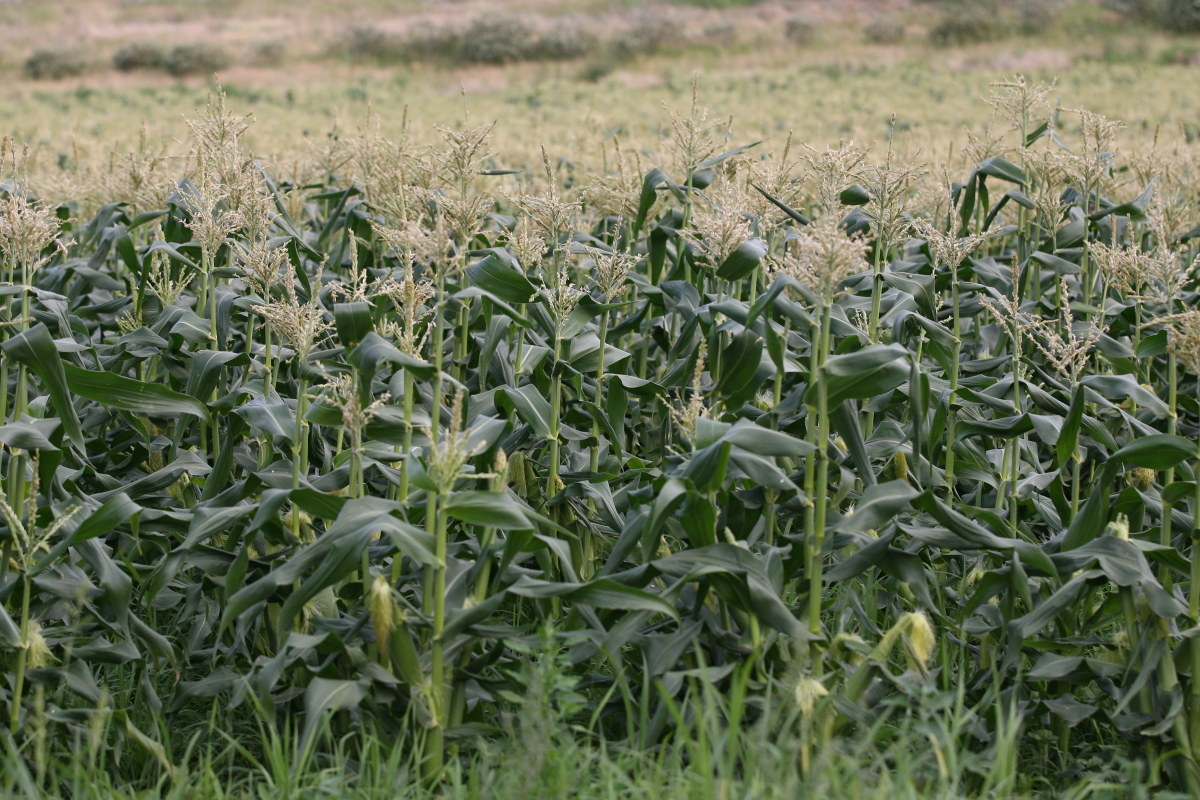 growing corn