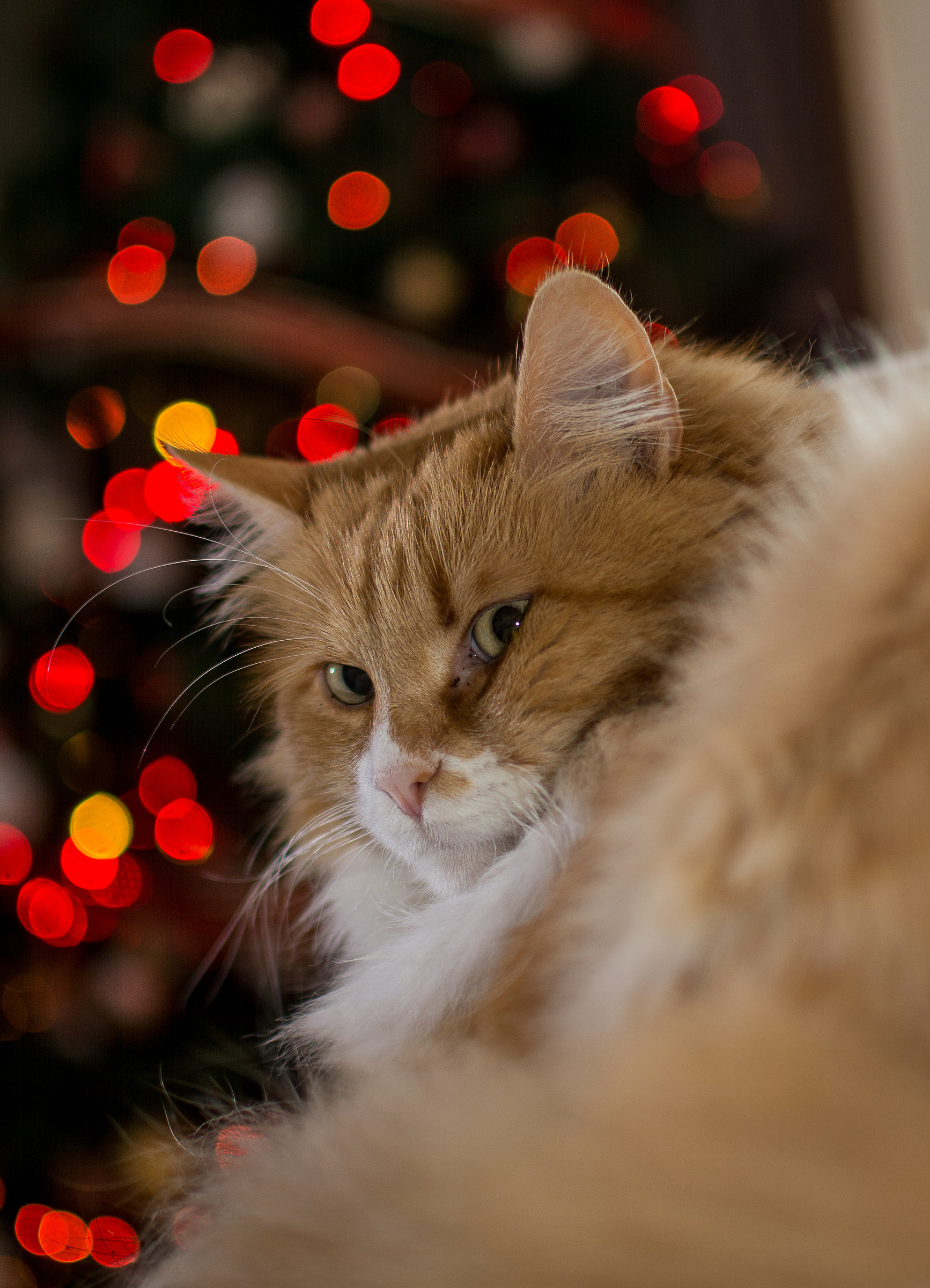 Christmas Cat
