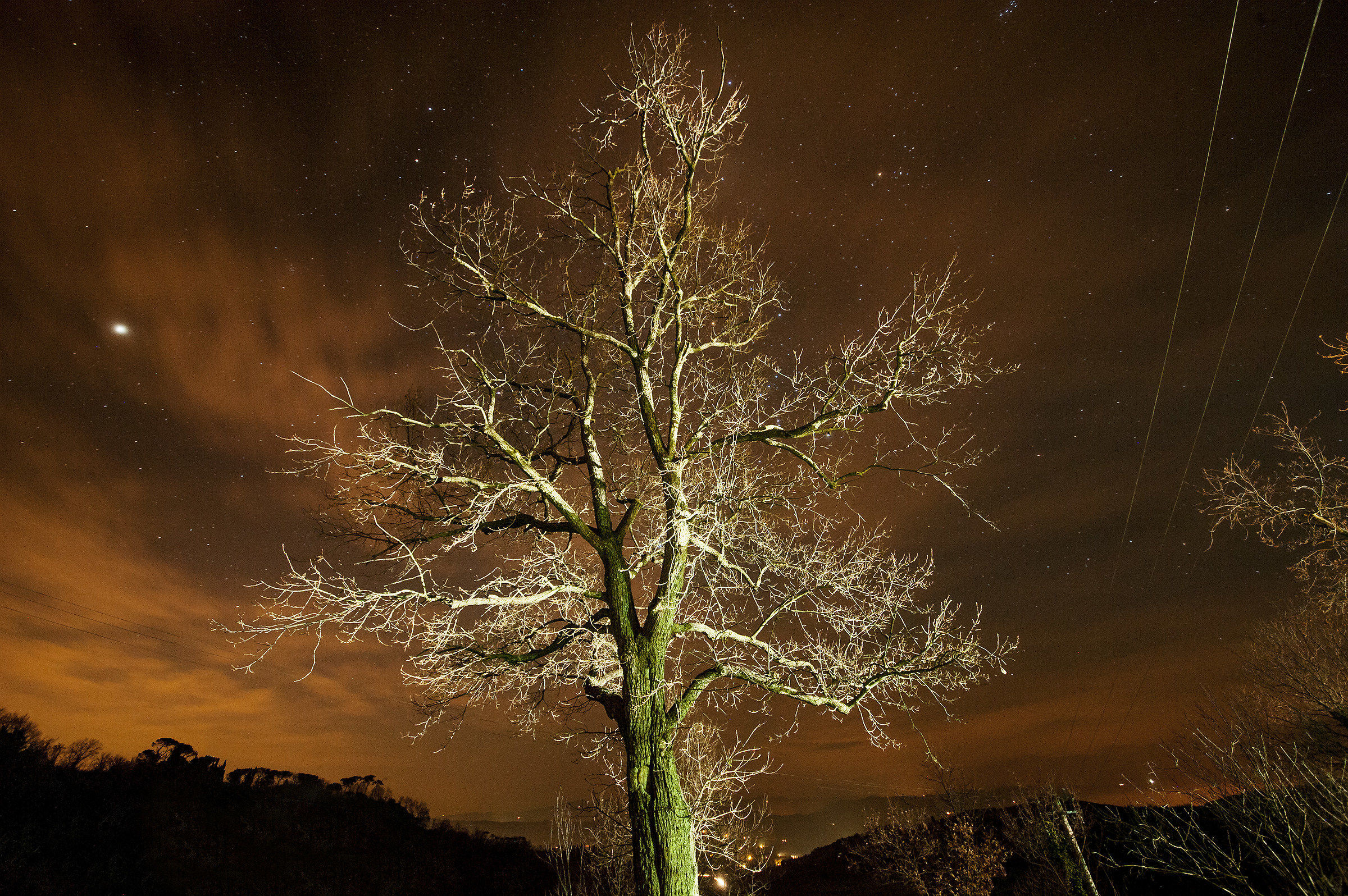 Albero in Vista Notturna