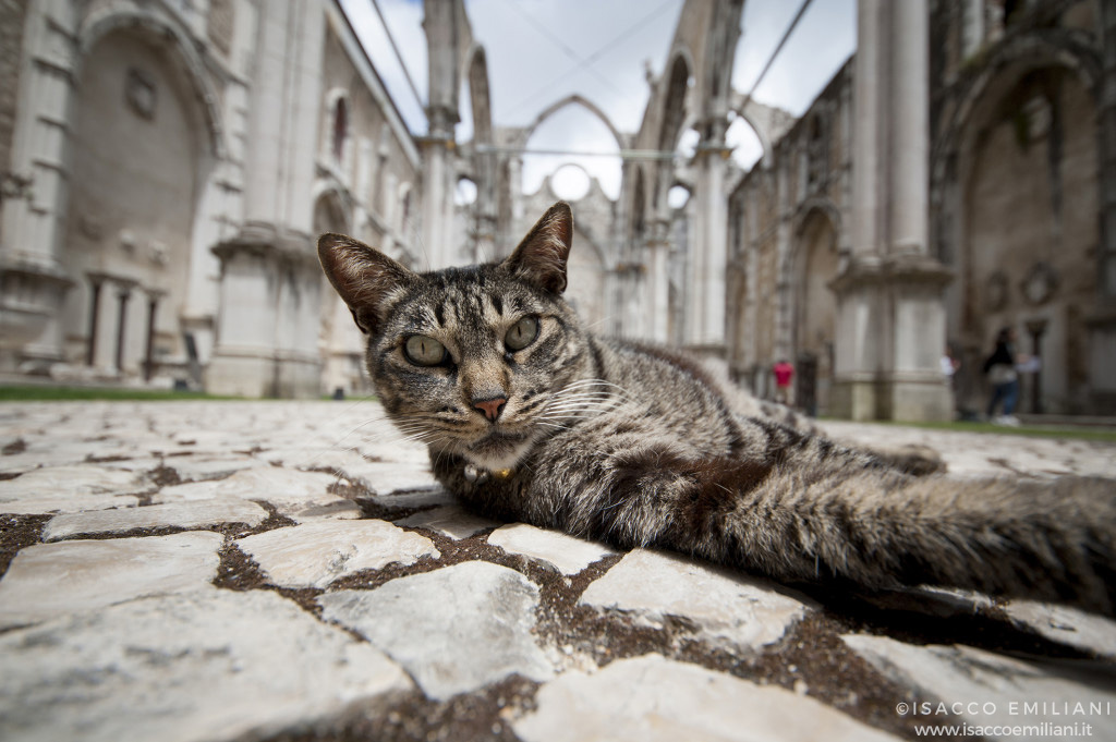 Gatto nella Chiesa Del Carmo in Portogallo