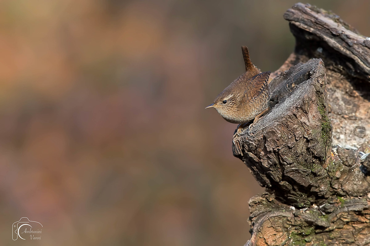 Wren
