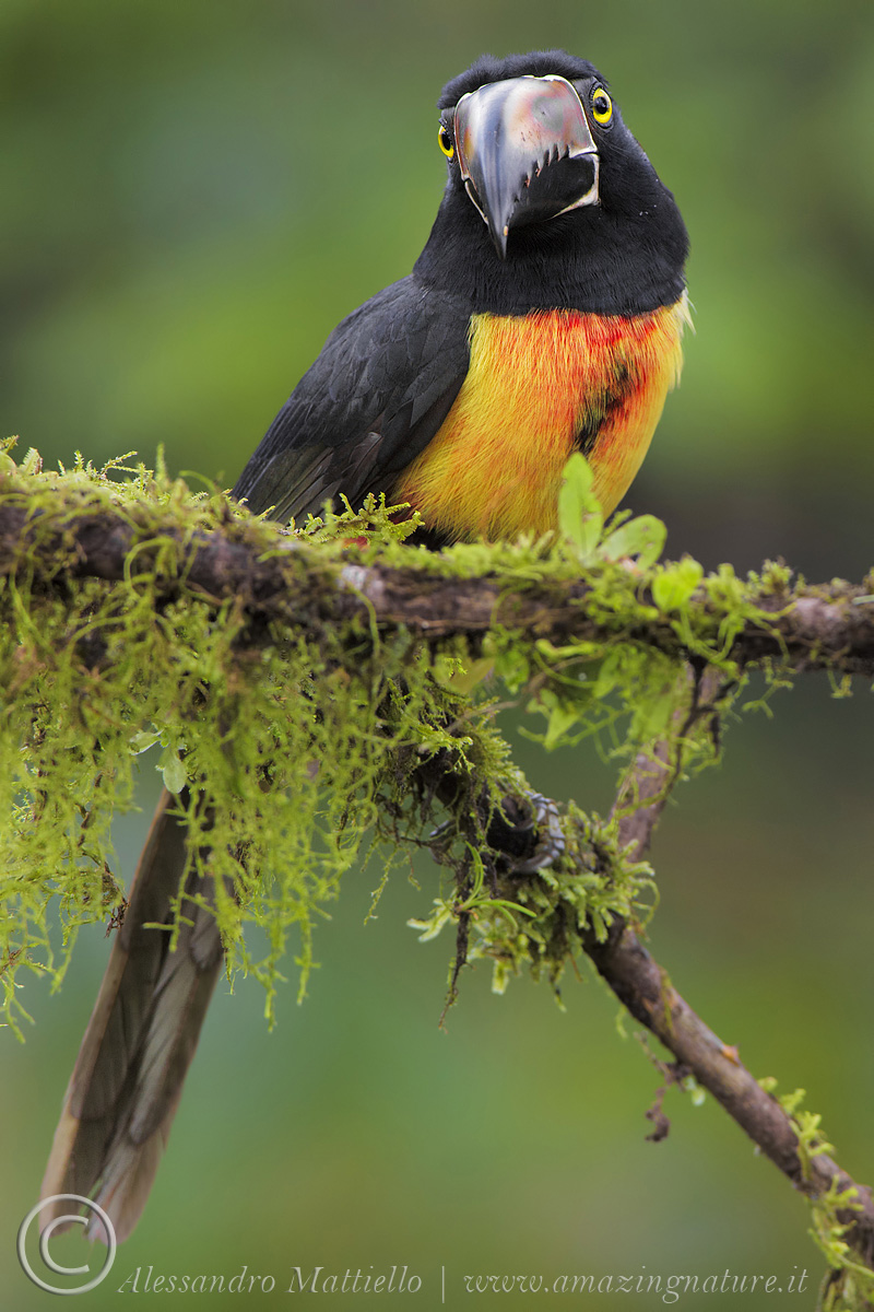 Toucan (aracari) intrigued