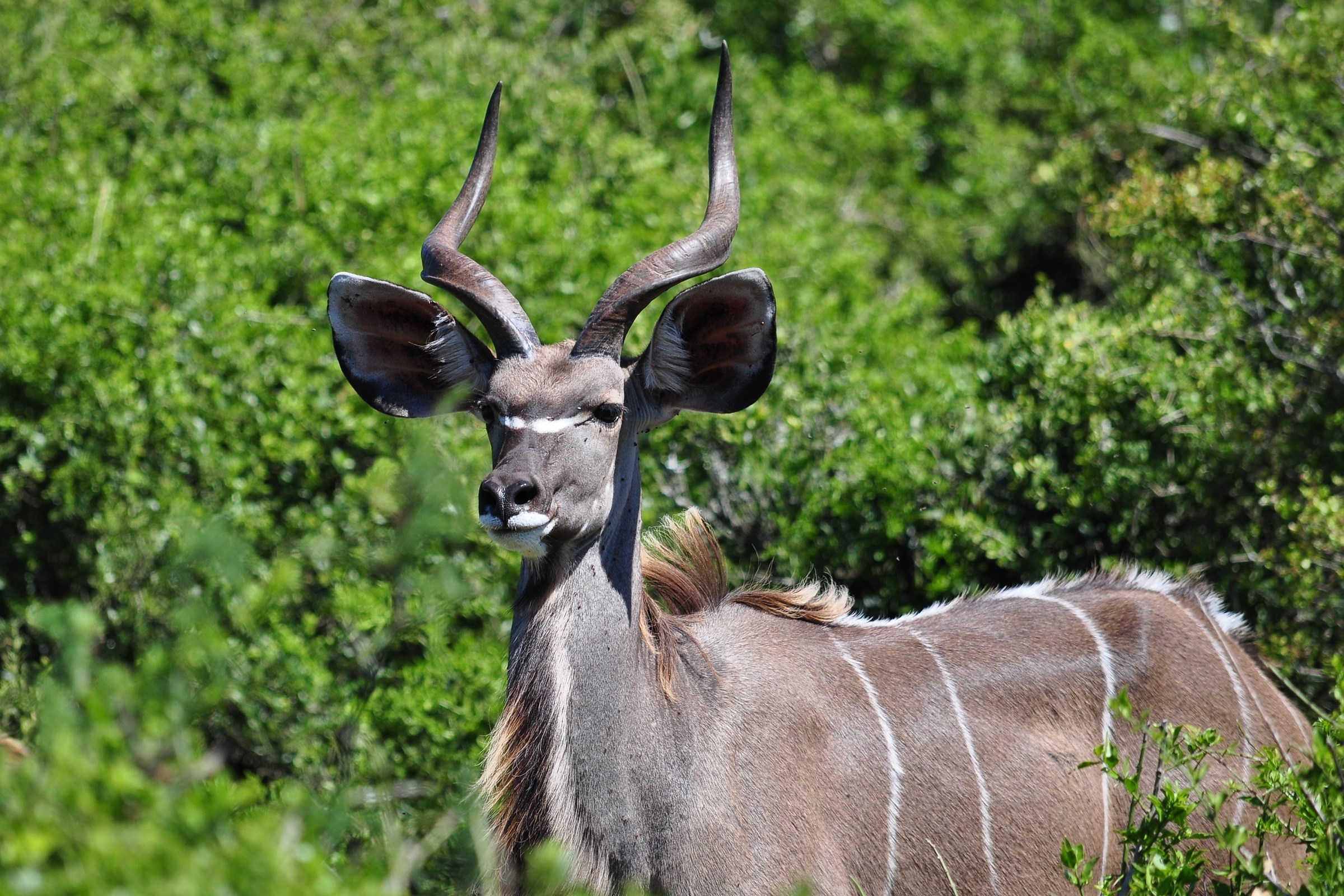young kudu