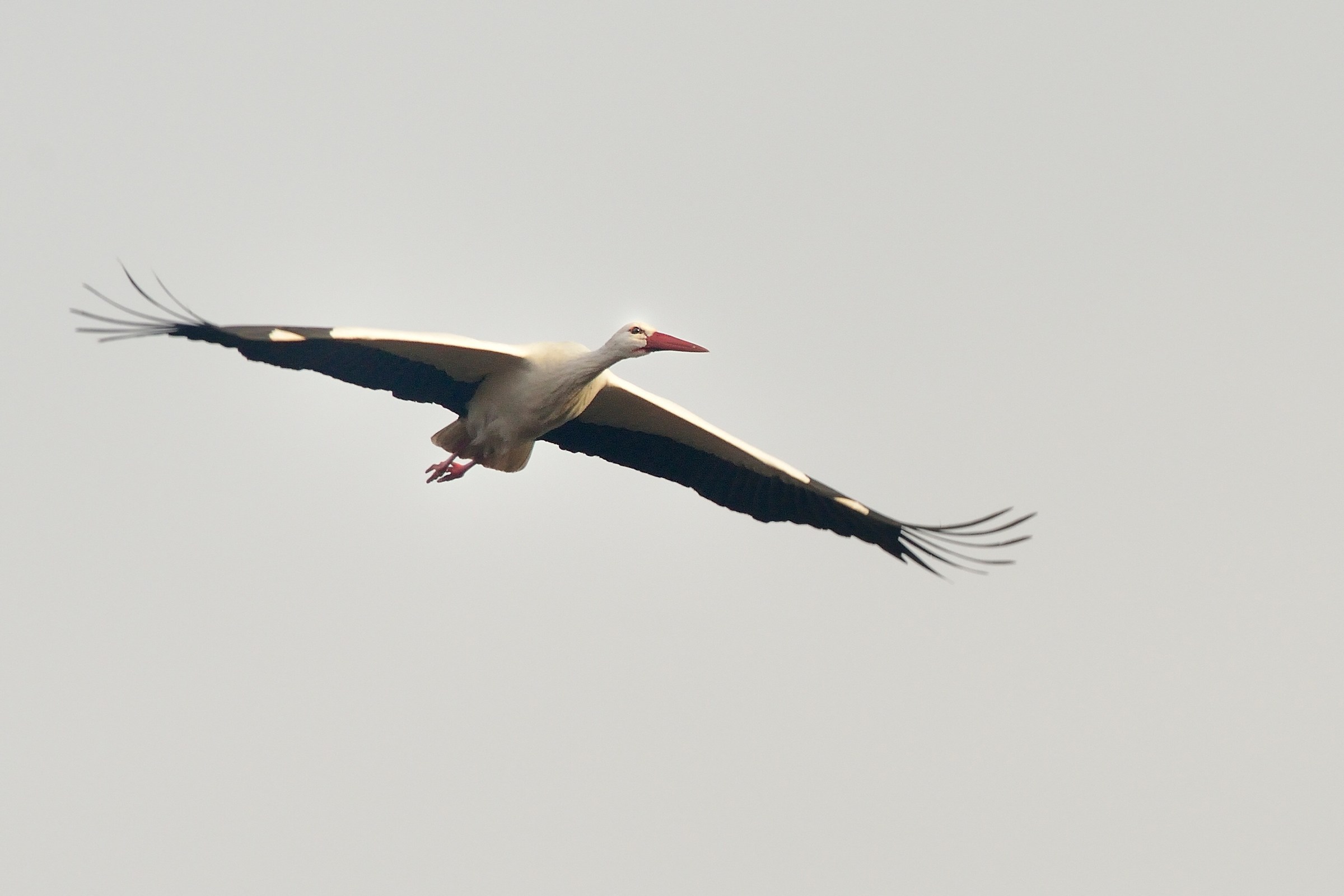 Stork on the fly ...