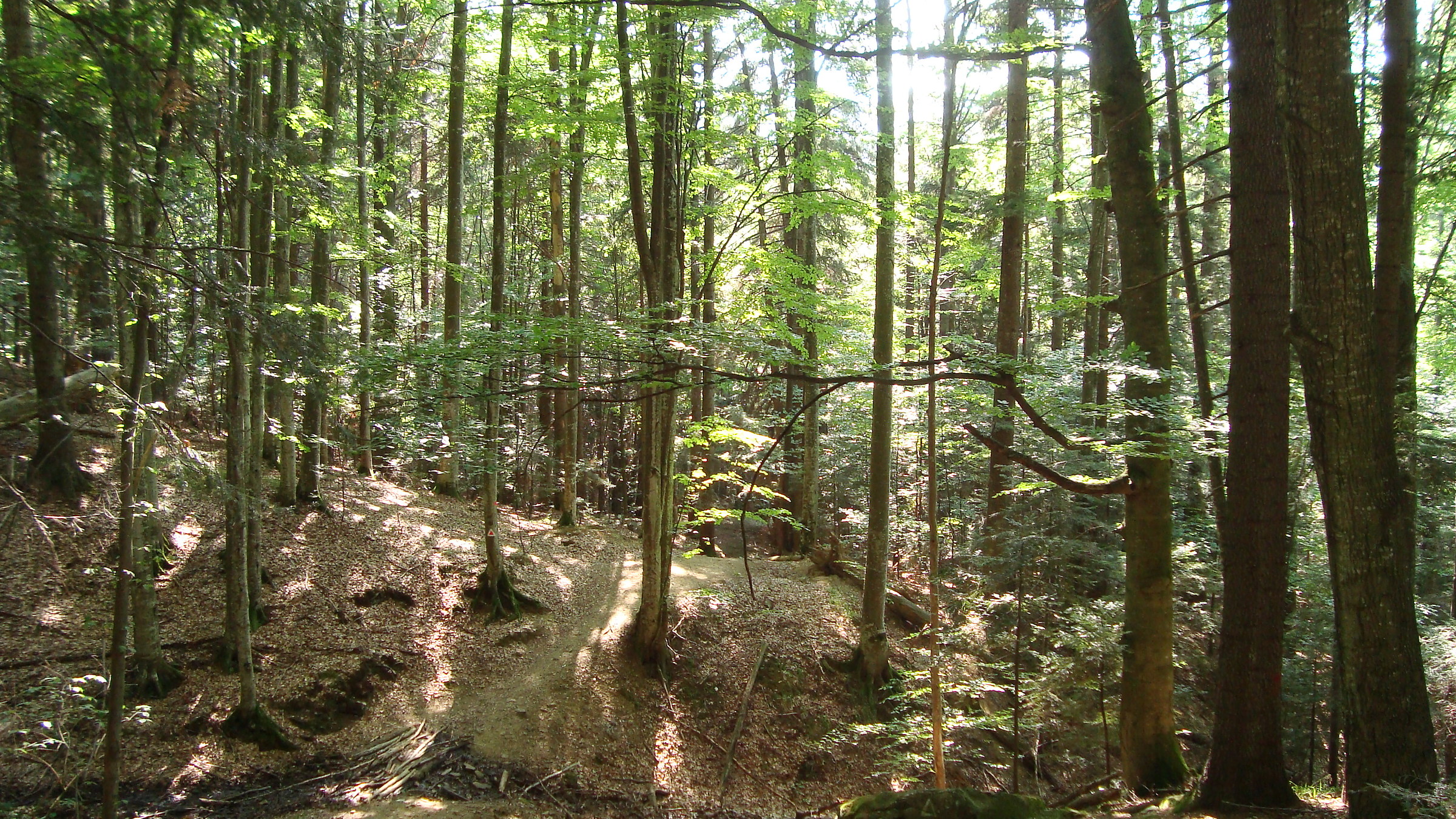 the lights of the forest